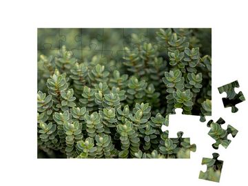puzzleYOU Puzzle Winzige Immergrün-Blätter, 48 Puzzleteile, puzzleYOU-Kollektionen Pflanzen, Blumen & Pflanzen