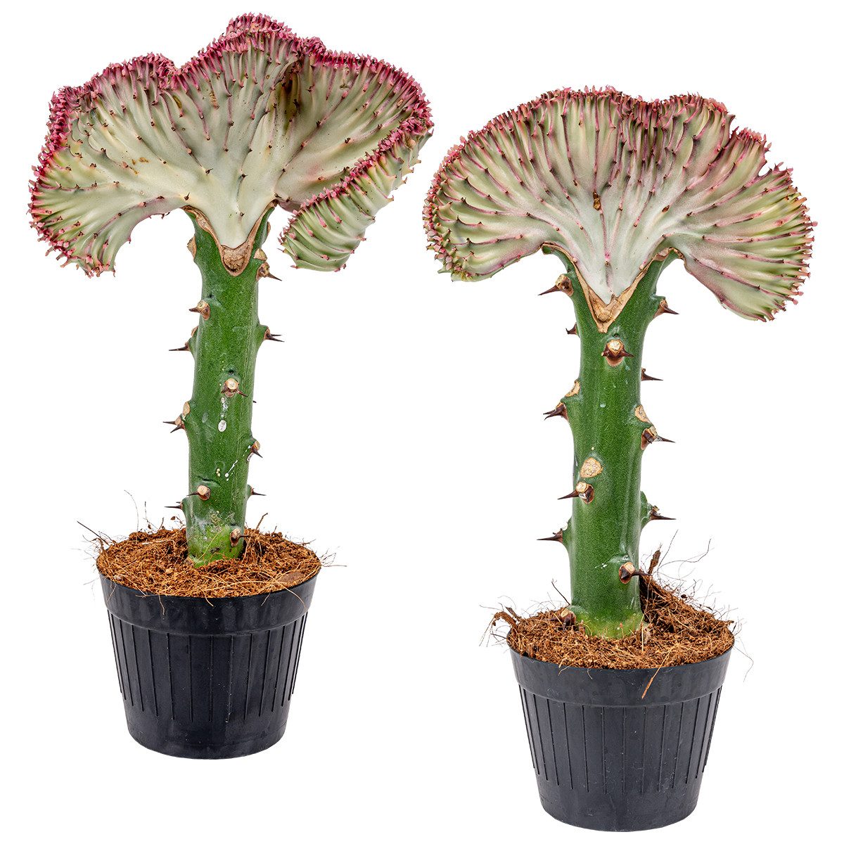 Bloomique Kaktus Bloomique - Euphorbia Lactea Cristata - Korallen Wolfsmilch - Kaktus P, 2 St.