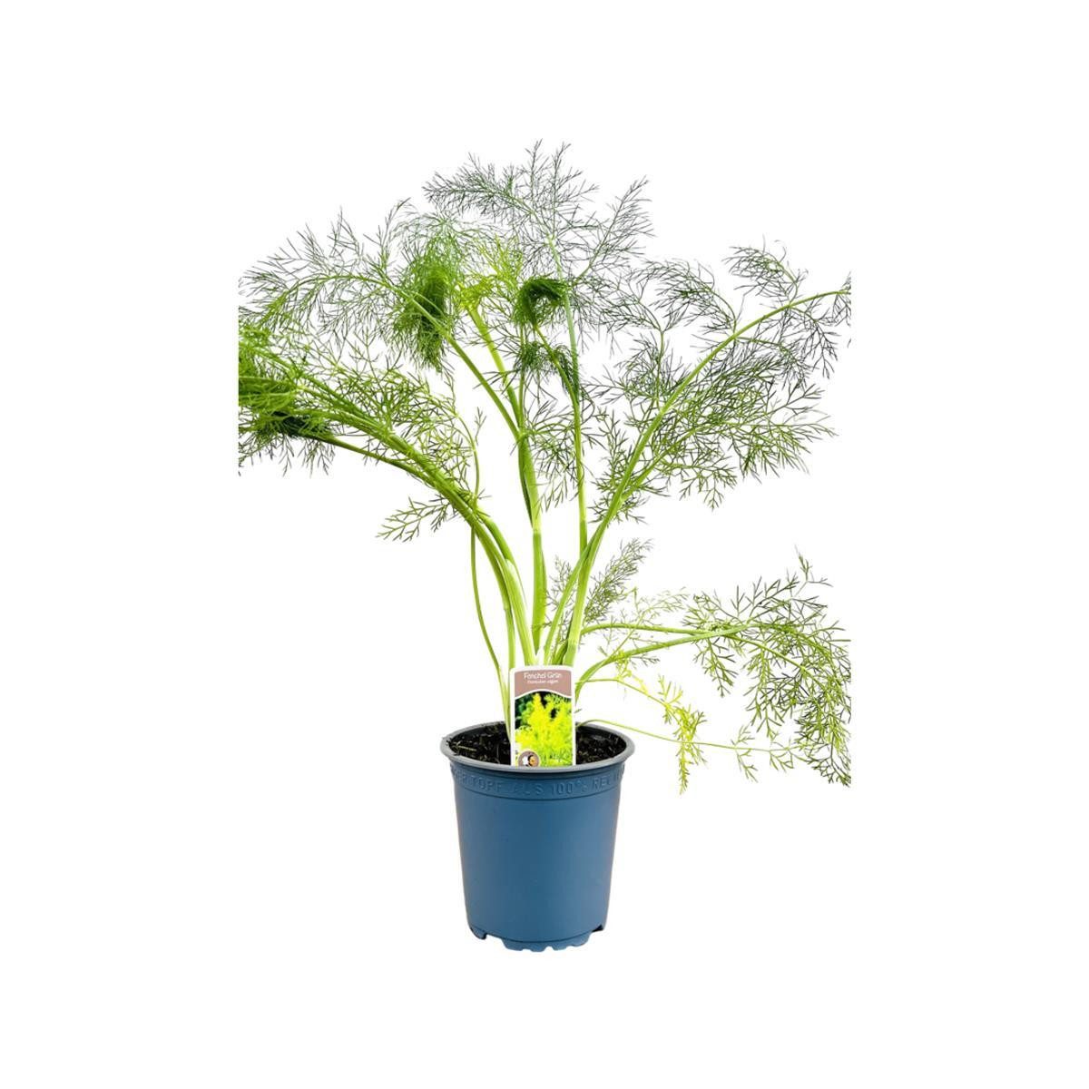 Pflanzen für Dich Staude Foeniculum vulgare, 1 St., Fenchel, Gewürzfenchel, Süßfenchel
