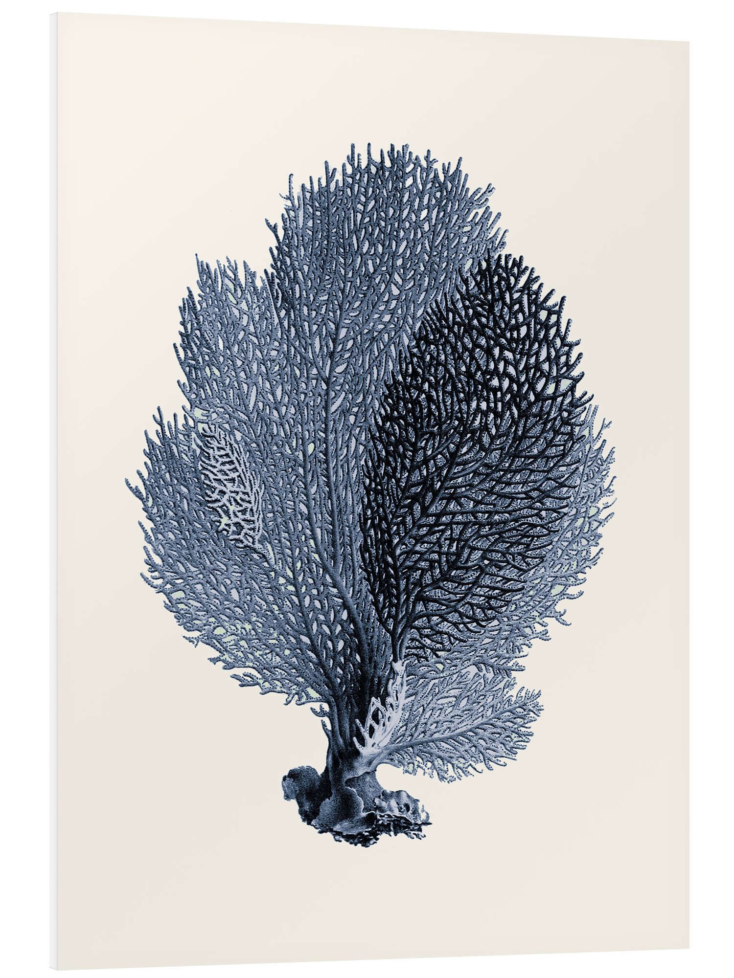 Posterlounge Forex-Bild Patruschka, Blaue Koralle, Fächer, Wohnzimmer Skandinavisch Illustration