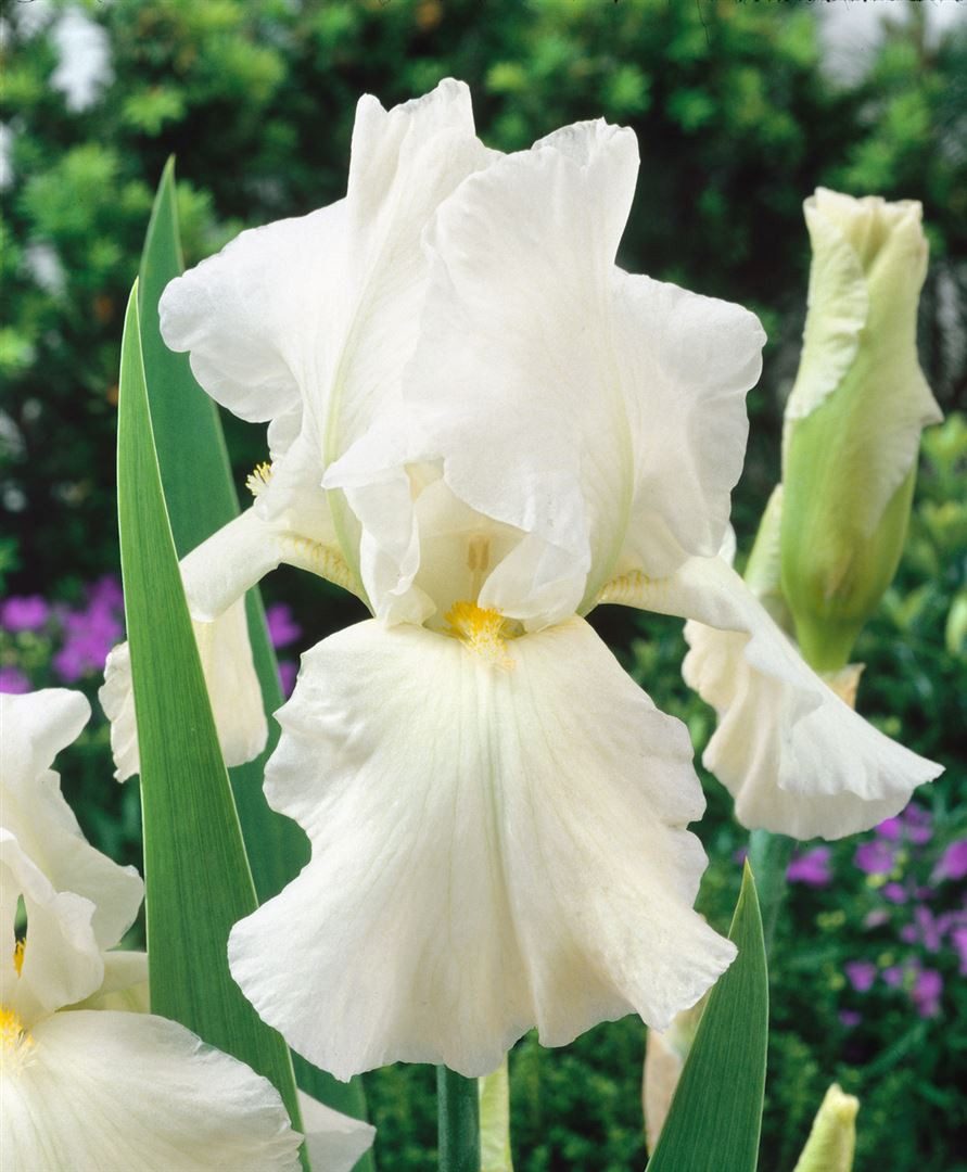 Pflanzen für Dich Staude Iris barb. Bianca, 1 St., Bart-Iris, Schwertlilie