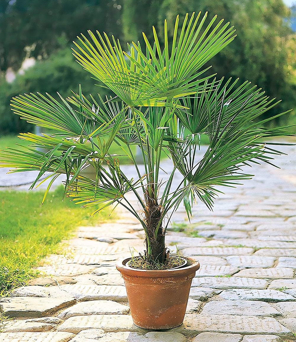 BALDUR Garten Zierstrauch Winterharte Kübel-Palme, 1 St., Trachycarpus, immergrün,winterhart, pflegeleicht