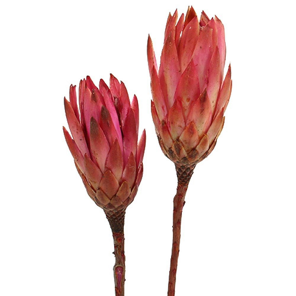 Trockenblume Repens Erika Kunstblume Deko-Set 25 St - Trockenblumen für