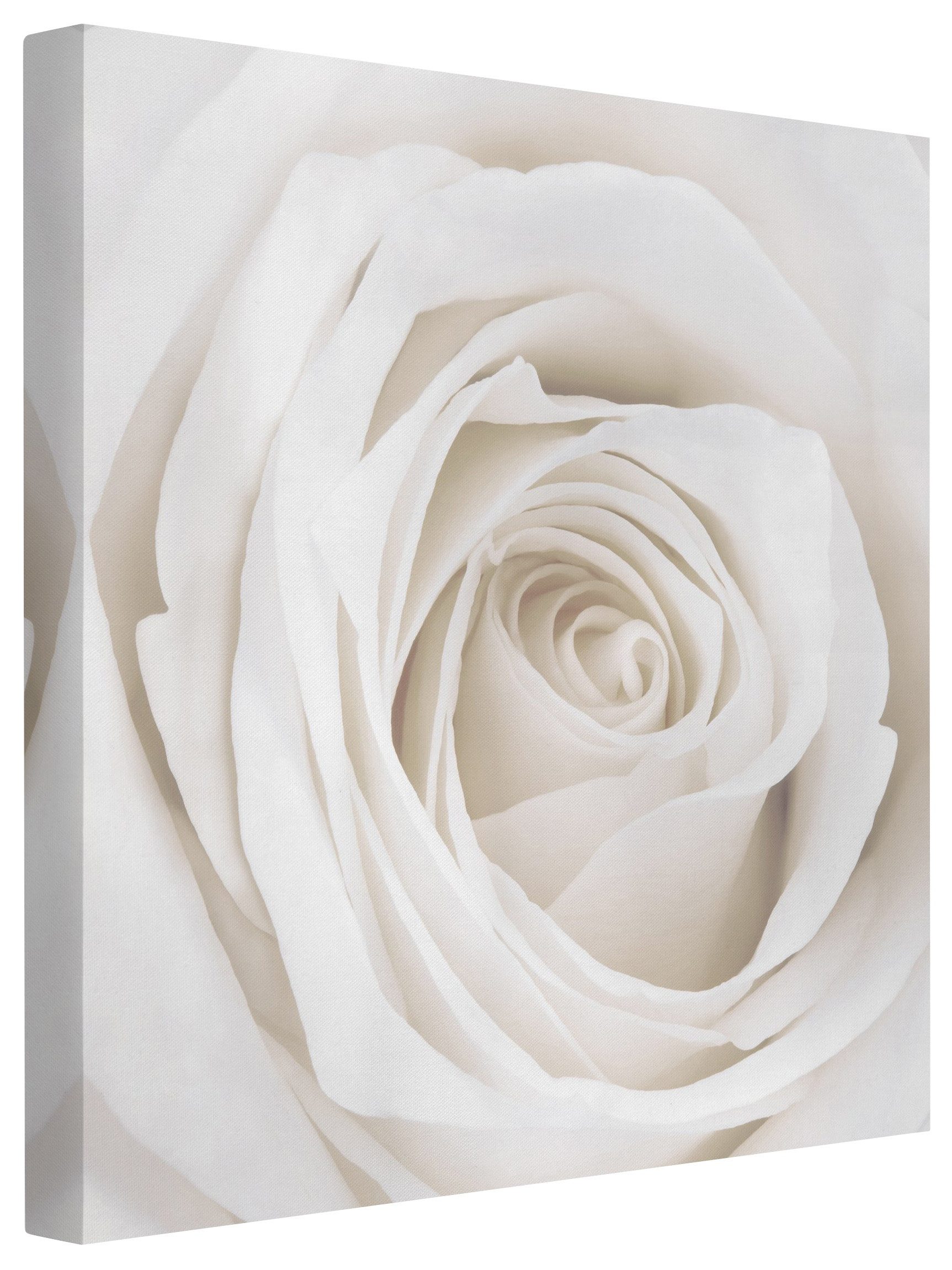 Bilderdepot24 Leinwandbild Blumen Natur Modern Rose weiss Bild auf Leinwand Groß XXL, Wohnzimmer Schlafzimmer Küche Flur Wandbild Kunstdruck Wanddeko Druck