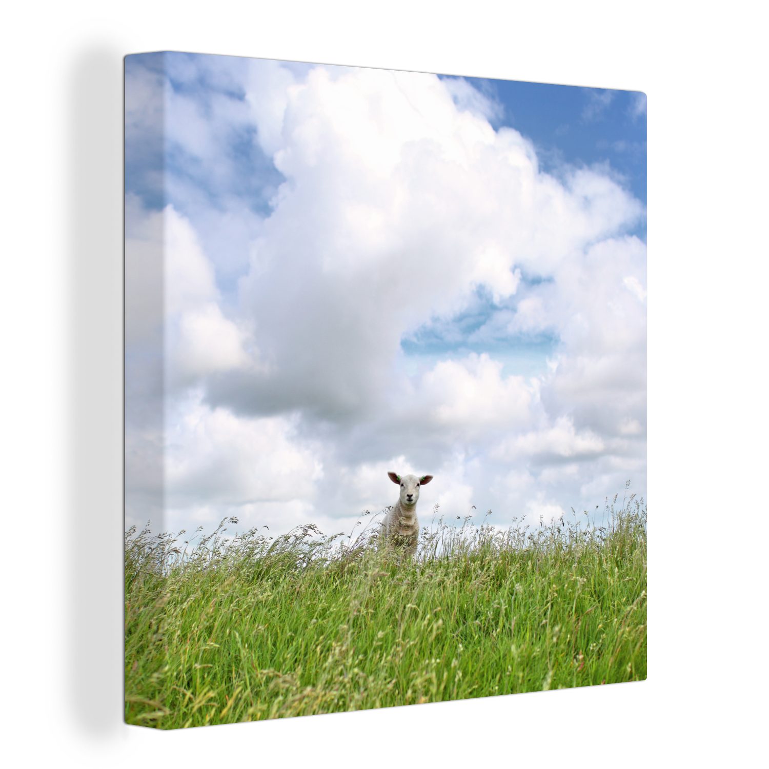 OneMillionCanvasses® Leinwandbild Weiße Wolken über dem Lamm auf der Wiese, (1 St), Leinwand Bilder für Wohnzimmer Schlafzimmer