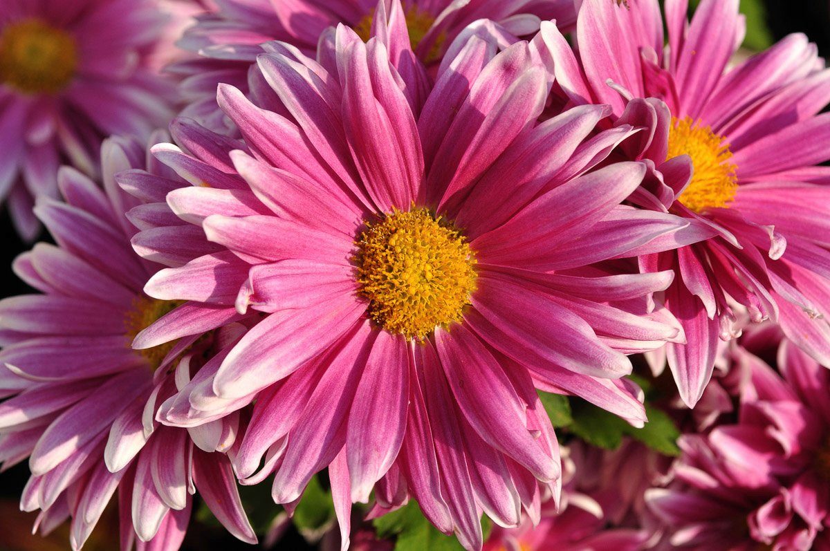 Fototapete Blume