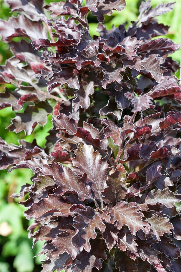 Pflanzen für Dich Hecken Fagus sylvatica Rohanii, 1 St., Rotbuche, Blutbuche, rotblättrig, schnittverträglich