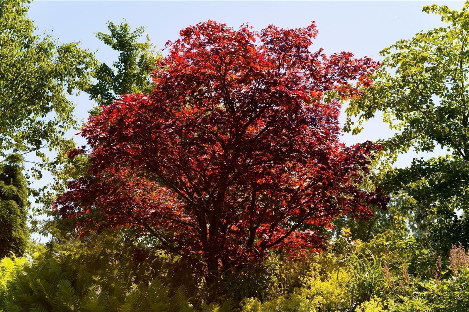 Pflanzen für Dich Gehölze Acer palm. Atropurpureum, 1 St., Roter Fächerahorn, Japanischer Ahorn