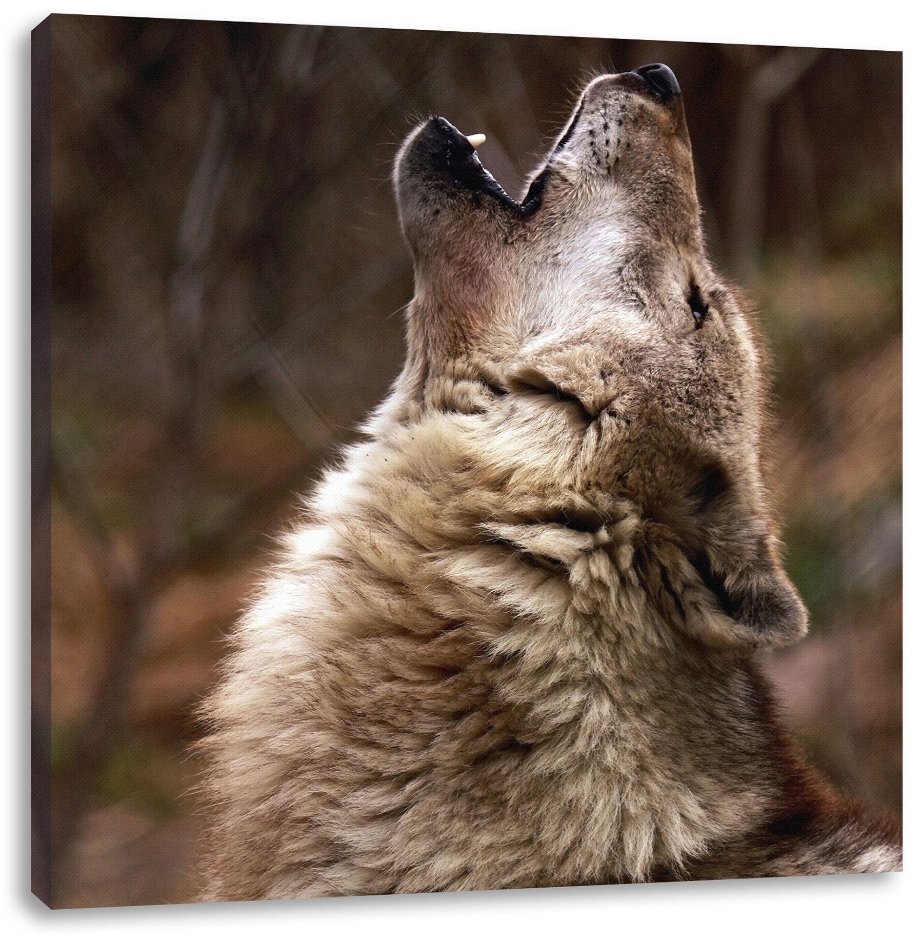 Wölfe inkl. bespannt, Zackenaufhänger fertig Leinwandbild Heulende Heulende Leinwandbild Pixxprint Wölfe, St), (1
