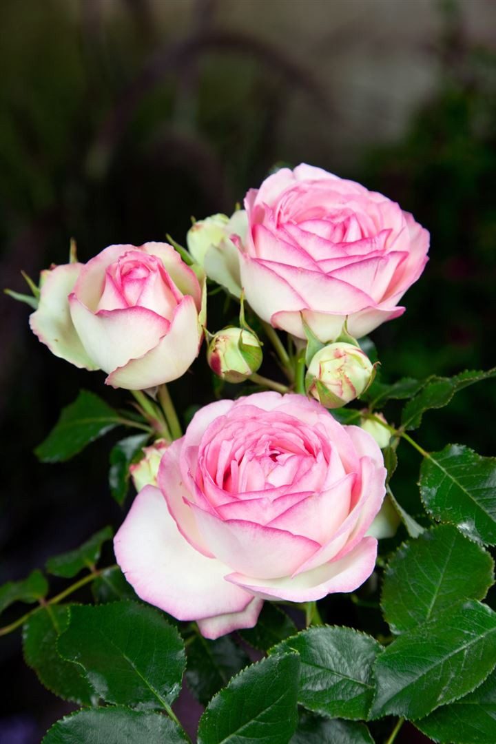 Pflanzen für Dich Rose Rosa Eden Rose