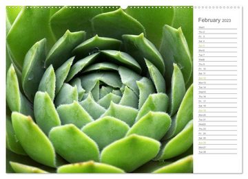 CALVENDO Wandkalender Sempervivum Fascinating Succulents (Premium-Calendar 2023 DIN A2 Landscape)