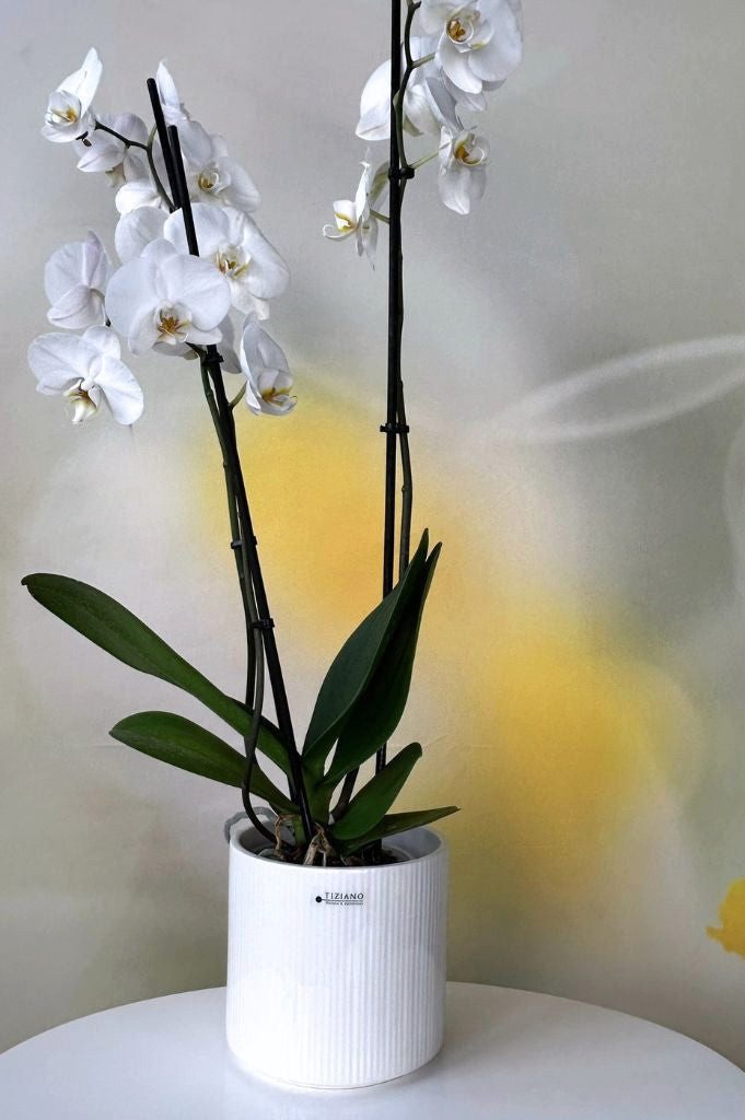 TIZIANO - DESIGN & EMOTIONS Dekofigur Orchideenkübel Galla 14cm creme-weiß