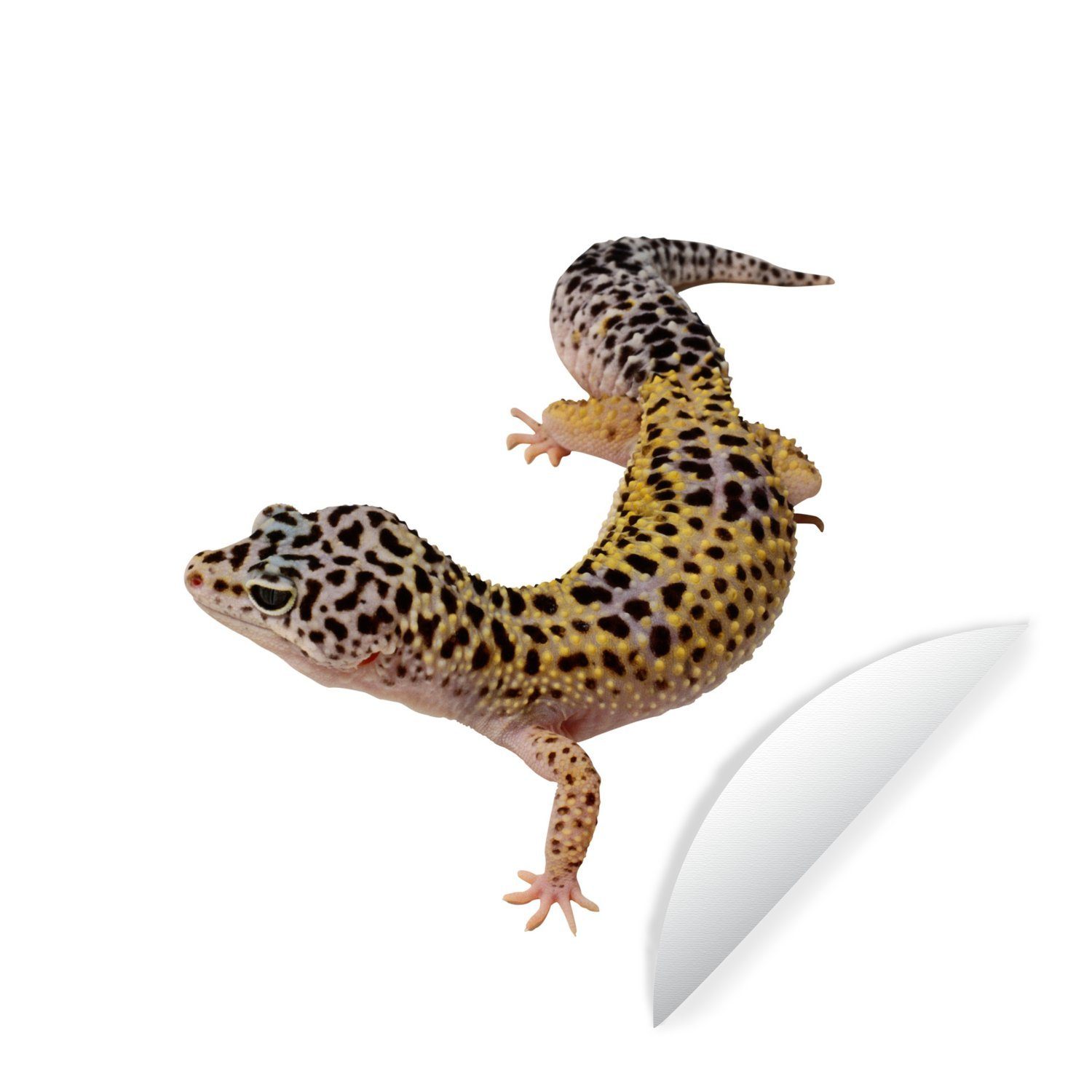 MuchoWow Wandsticker Gecko auf weißem Hintergrund (1 St), Tapetenkreis für Kinderzimmer, Tapetenaufkleber, Rund, Wohnzimmer