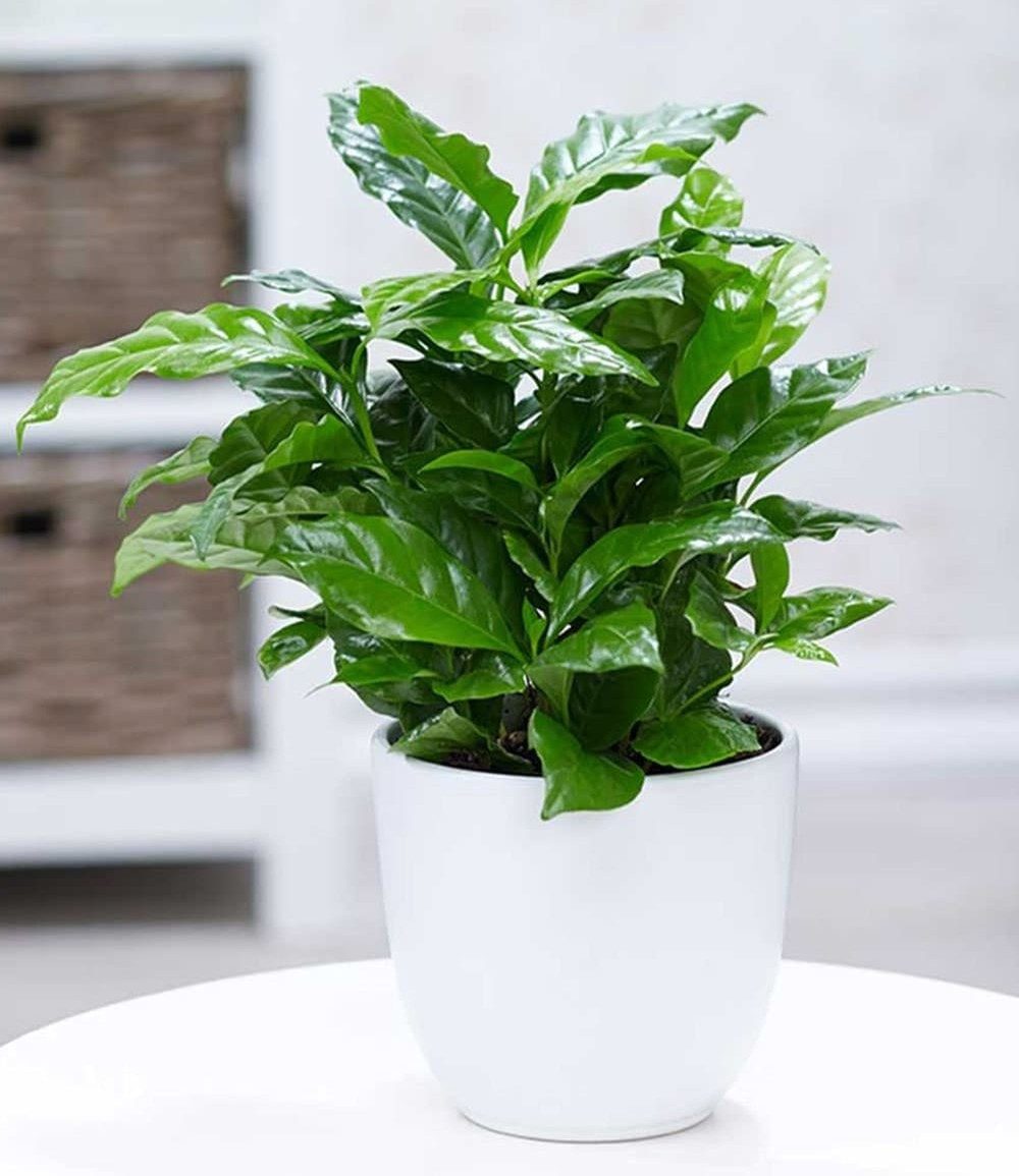 BALDUR Garten Zimmerpflanze Coffea arabica, 1 St., Kaffeekirschen, duftend, pflegeleicht