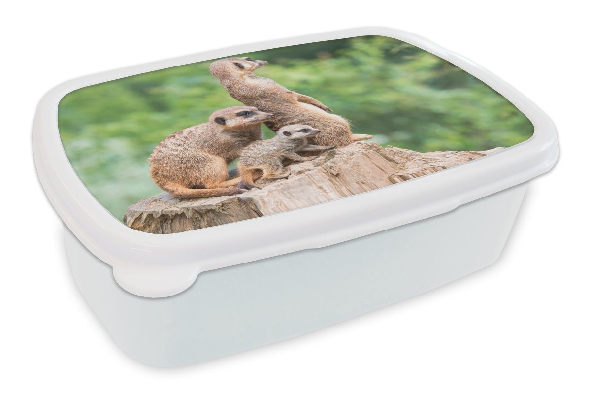 MuchoWow Lunchbox Erdmännchen - Baumstumpf - Jungtier, Kunststoff, (2-tlg), Brotbox für Kinder und Erwachsene, Brotdose, für Jungs und Mädchen weiß