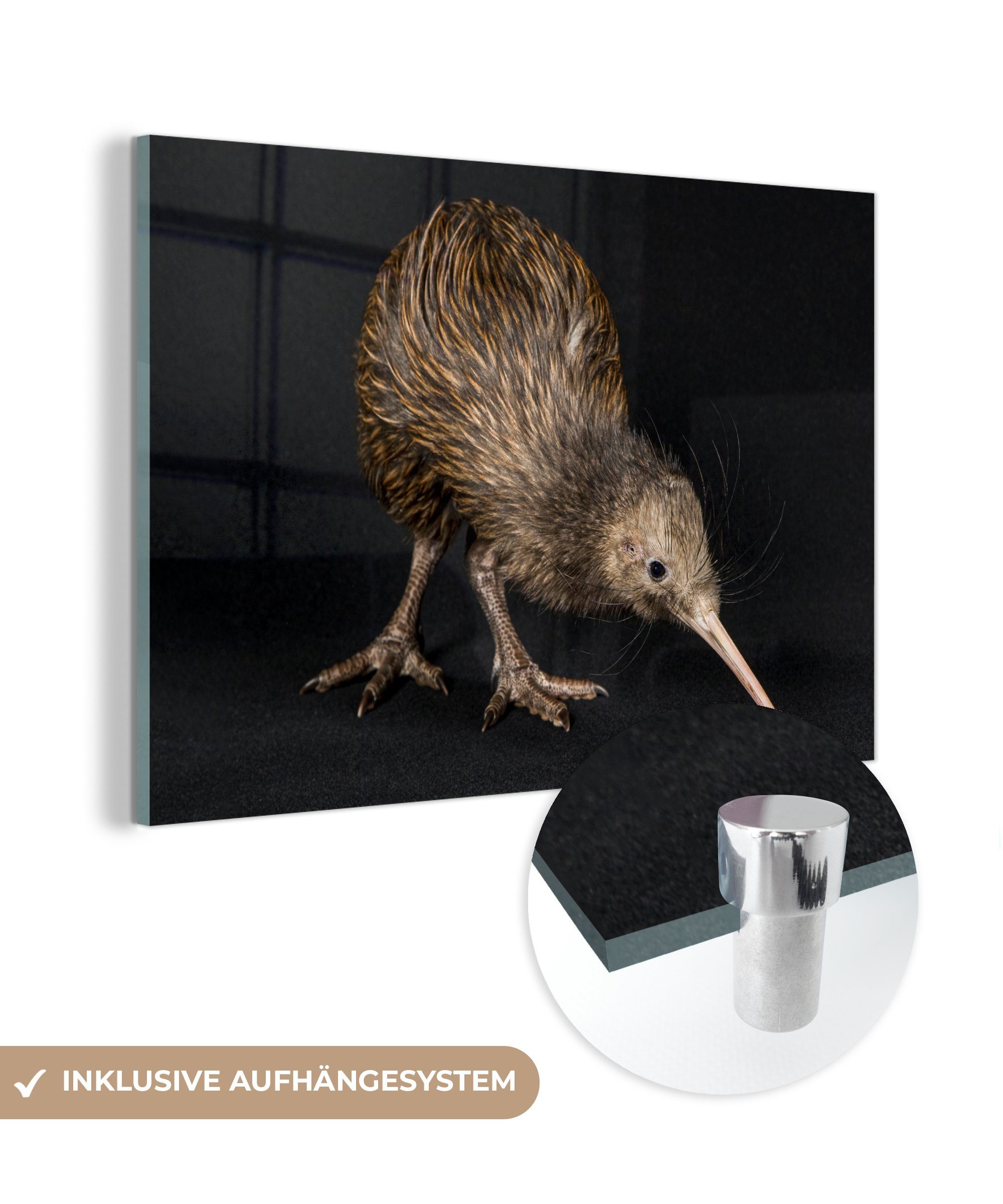 MuchoWow Acrylglasbild Kiwi - Vogel - Schwarz, (1 St), Acrylglasbilder Wohnzimmer & Schlafzimmer