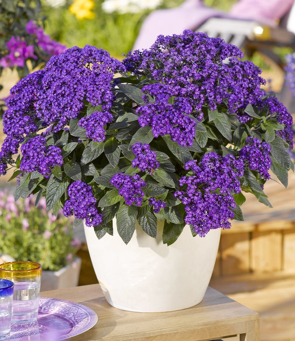 BALDUR Garten Balkonpflanze Duft Honig-Vanilleblume 'Honey Blue®', 3 St., Schmetterlingsmagnet, duftend, bienenfreundlich, pflegeleicht