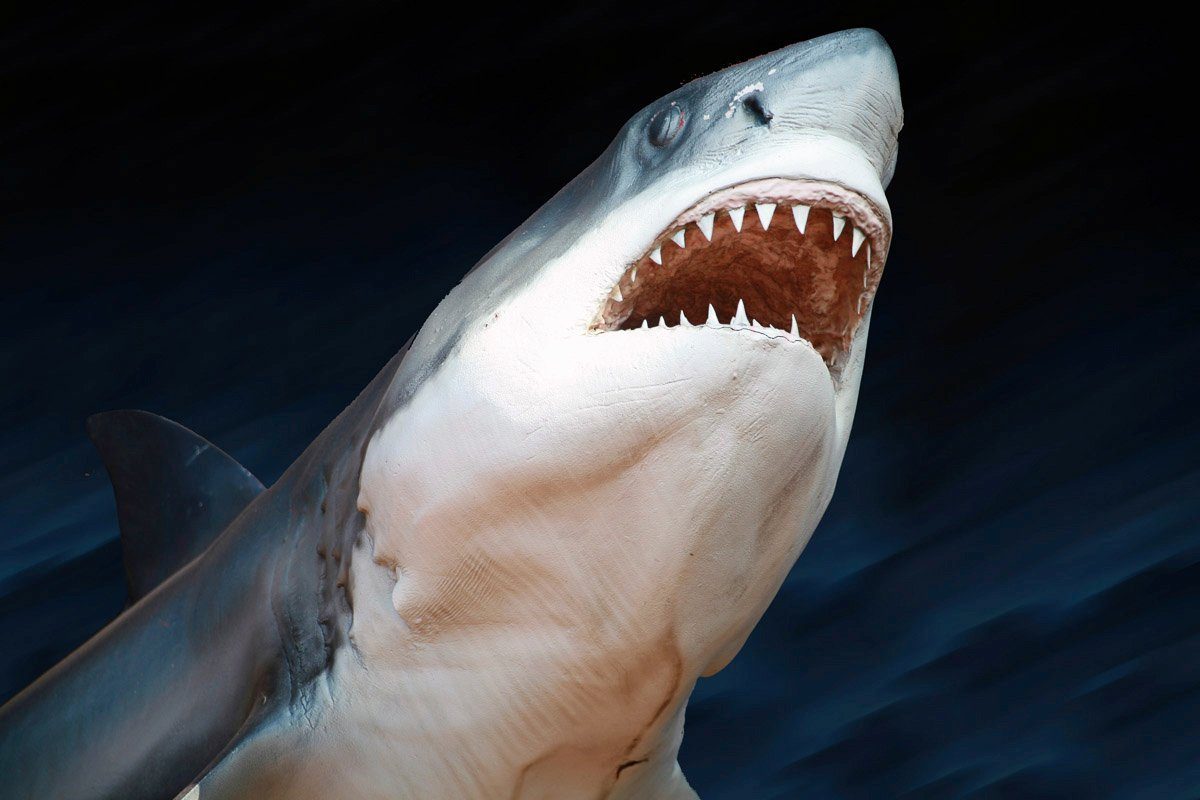 Papermoon Fototapete Weißer Hai