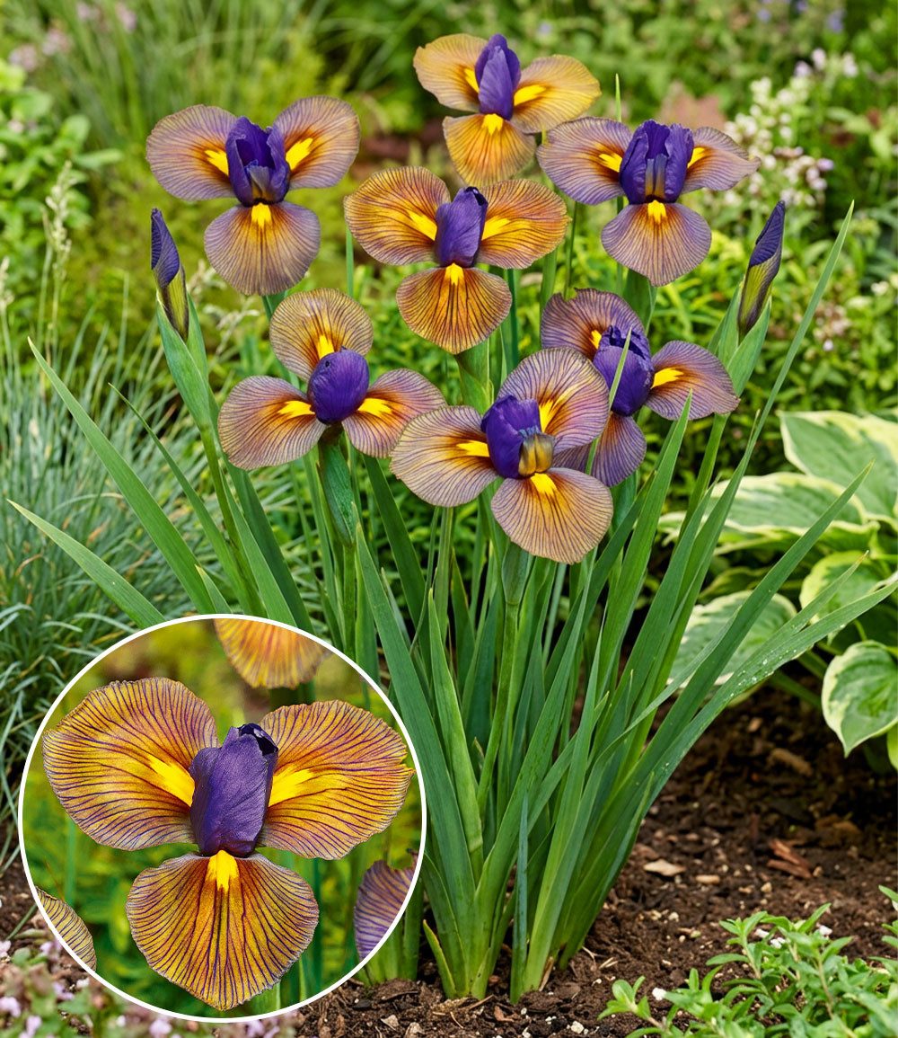 BALDUR Garten Blumenzwiebeln Iris 'Eye of the Tiger', Schwertlilie,winterhart, mehrjährig, pflegeleicht, robust