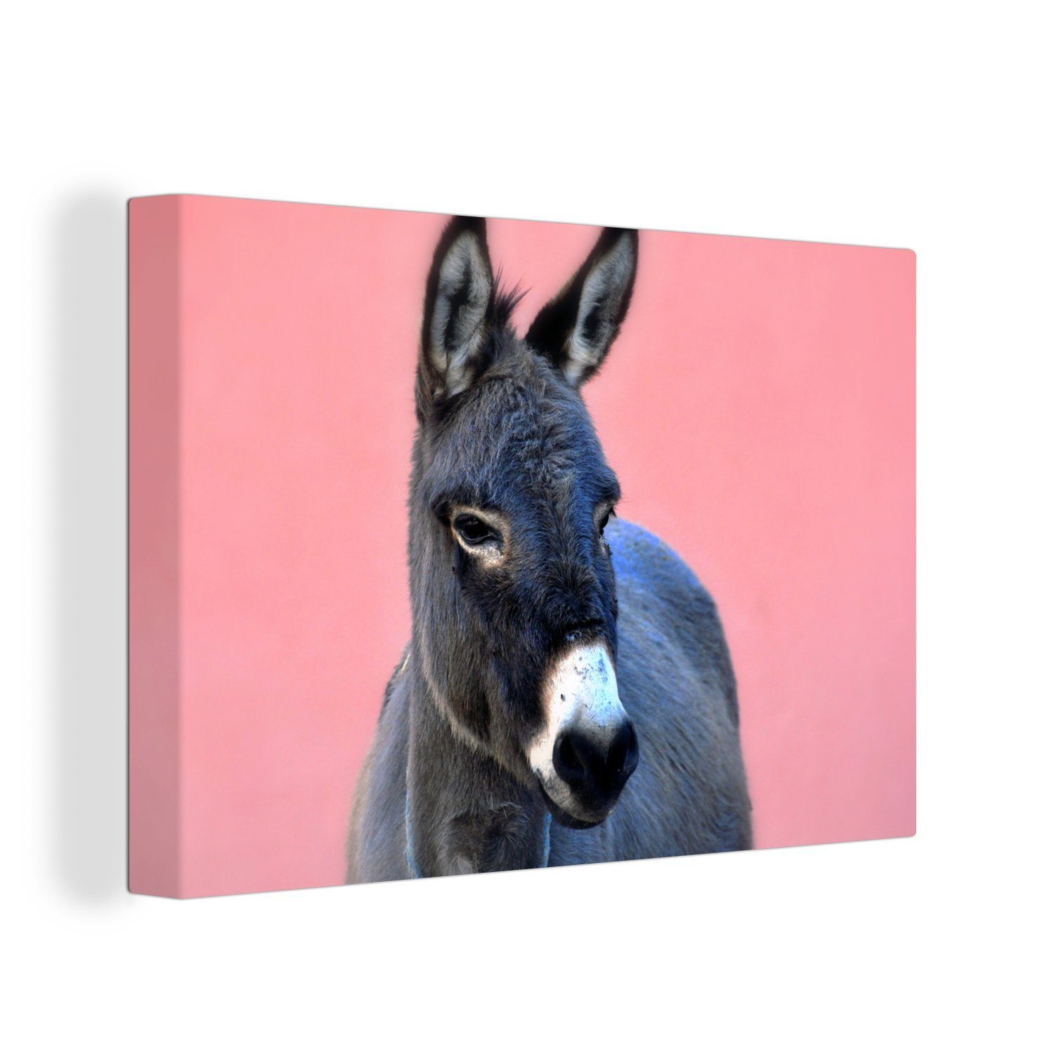 OneMillionCanvasses® Leinwandbild Esel in Schwarz, (1 St), Wandbild Leinwandbilder, Aufhängefertig, Wanddeko, 30x20 cm