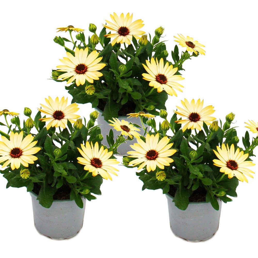 Exotenherz Beetpflanze Kapkörbchen Osteospermum ecklonis ver. Farben 11cm Topf 3 Pflanzen