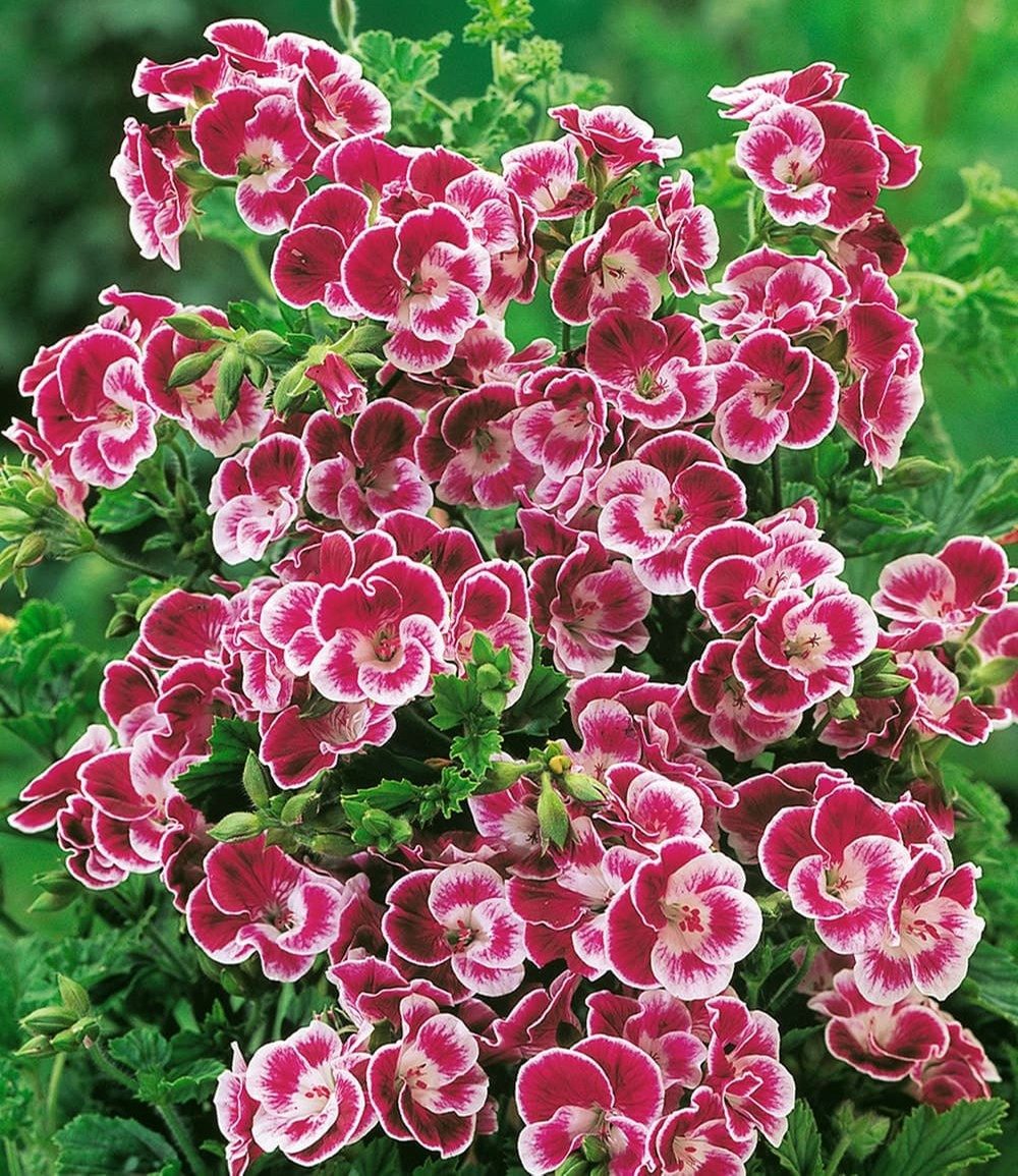 BALDUR Garten Balkonpflanze Duft-Geranie 'Moskito-Schocker®', 3 St., Mosquitoschocker, pflegeleicht, kübelgeeignet