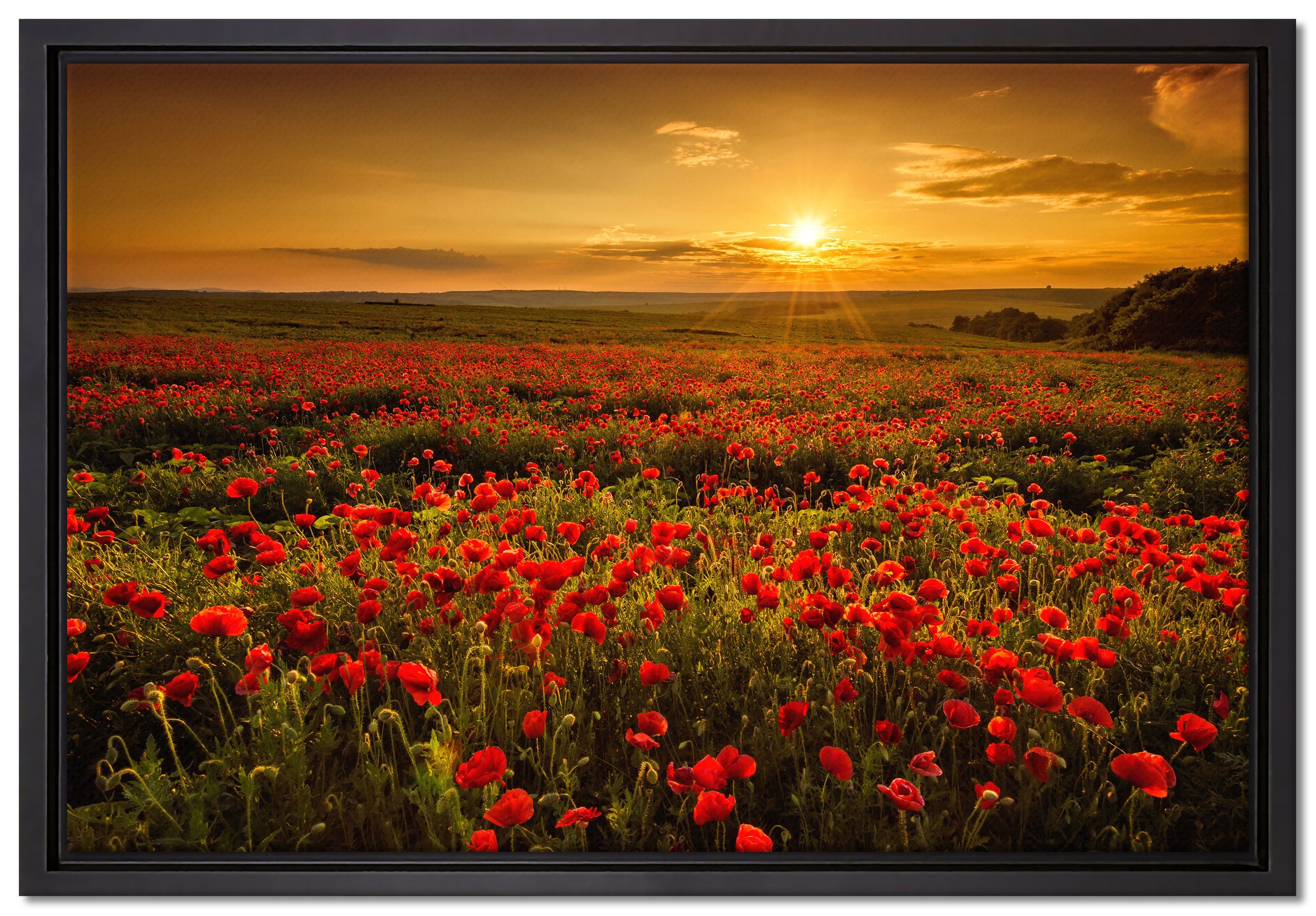 Pixxprint Leinwandbild Mohnblütenfeld bei Sonnenuntergang, Mohnblütenfeld bei Sonnenuntergang (1 St), Leinwandbild bespannt, im Schattenfugenrahmen, inkl. Zackenaufhänger