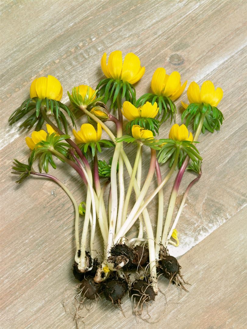 Pflanzen für Dich Staude Eranthis cilicica, 1 St., Zilicianischer Winterling, Kilikischer Winterling