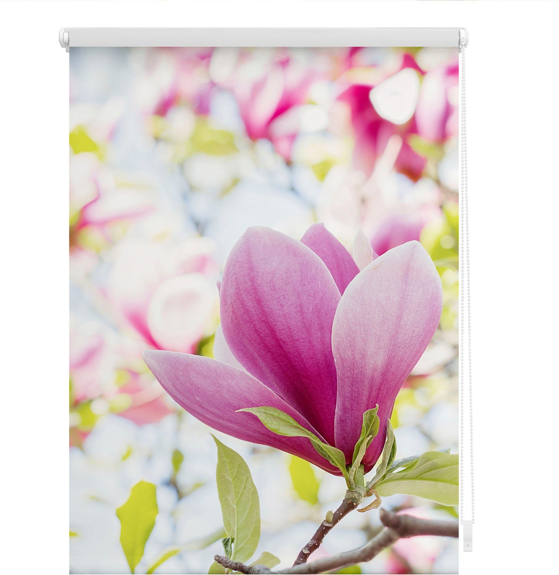 Seitenzugrollo Klemmfix Motiv Magnolie, LICHTBLICK ORIGINAL, günstig online kaufen