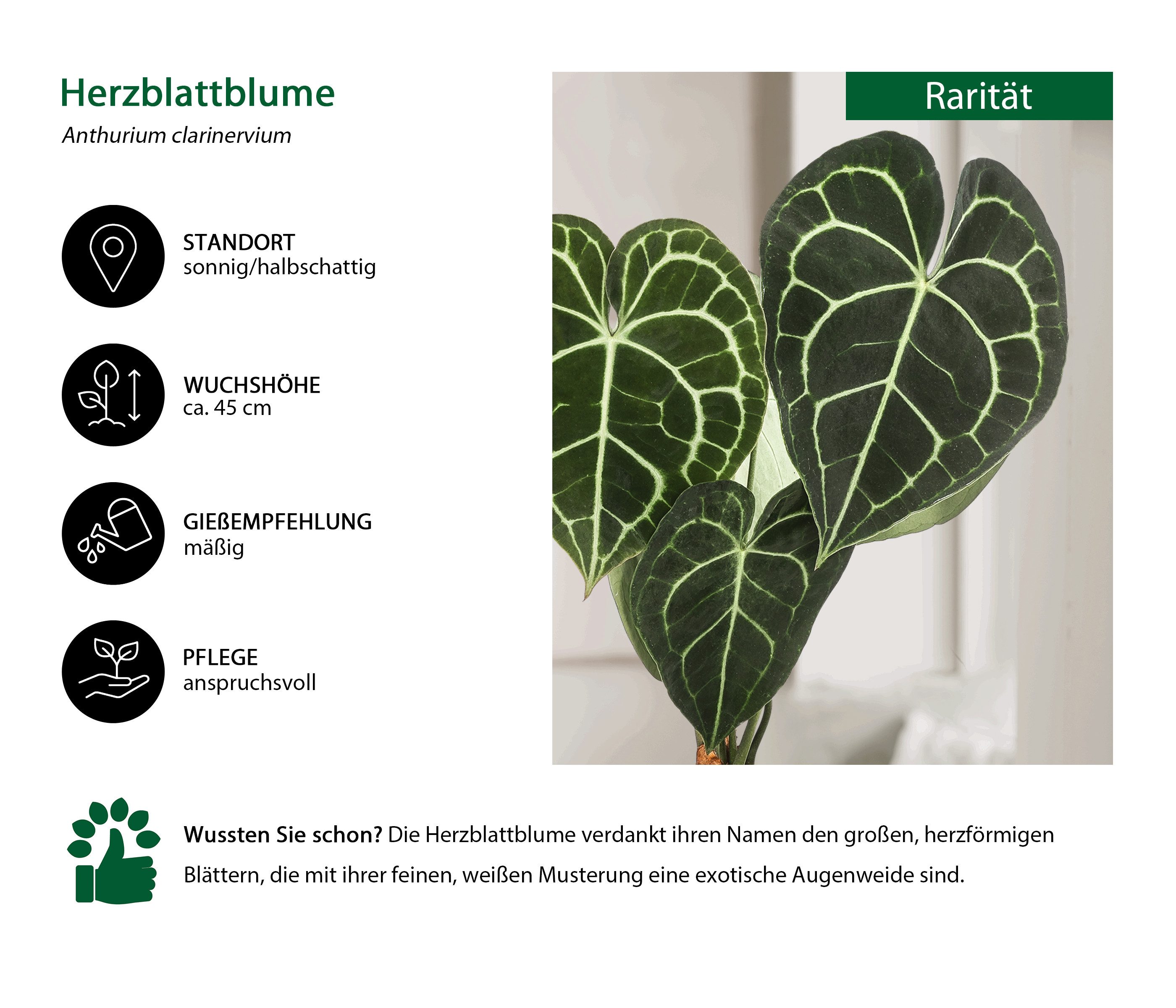 Dehner Zimmerpflanze Herzblattblume, Anthurium clarinervium, Pflanzen-Rarität, luftreinigende, tropische Grünpflanze mit herzförmigen Blättern