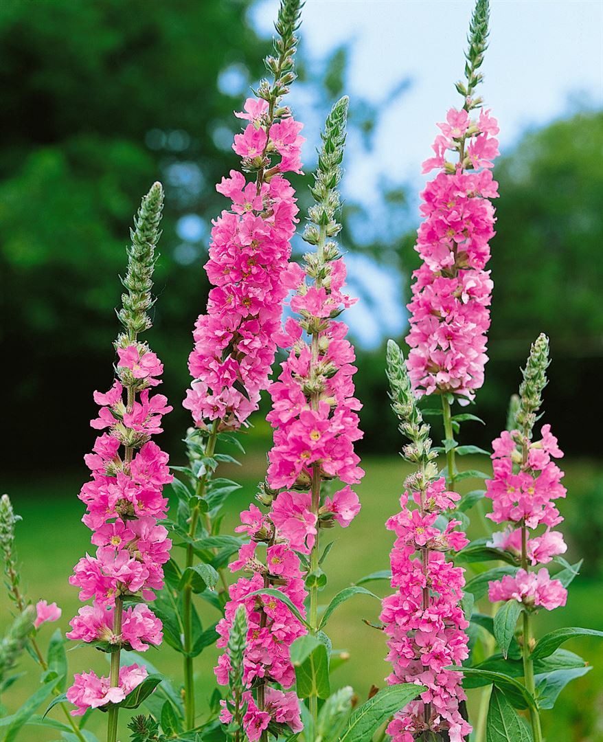 Pflanzen für Dich Staude Lythrum salicaria Blush, 1 St., Blutweiderich, Gewöhnlicher Blutweiderich