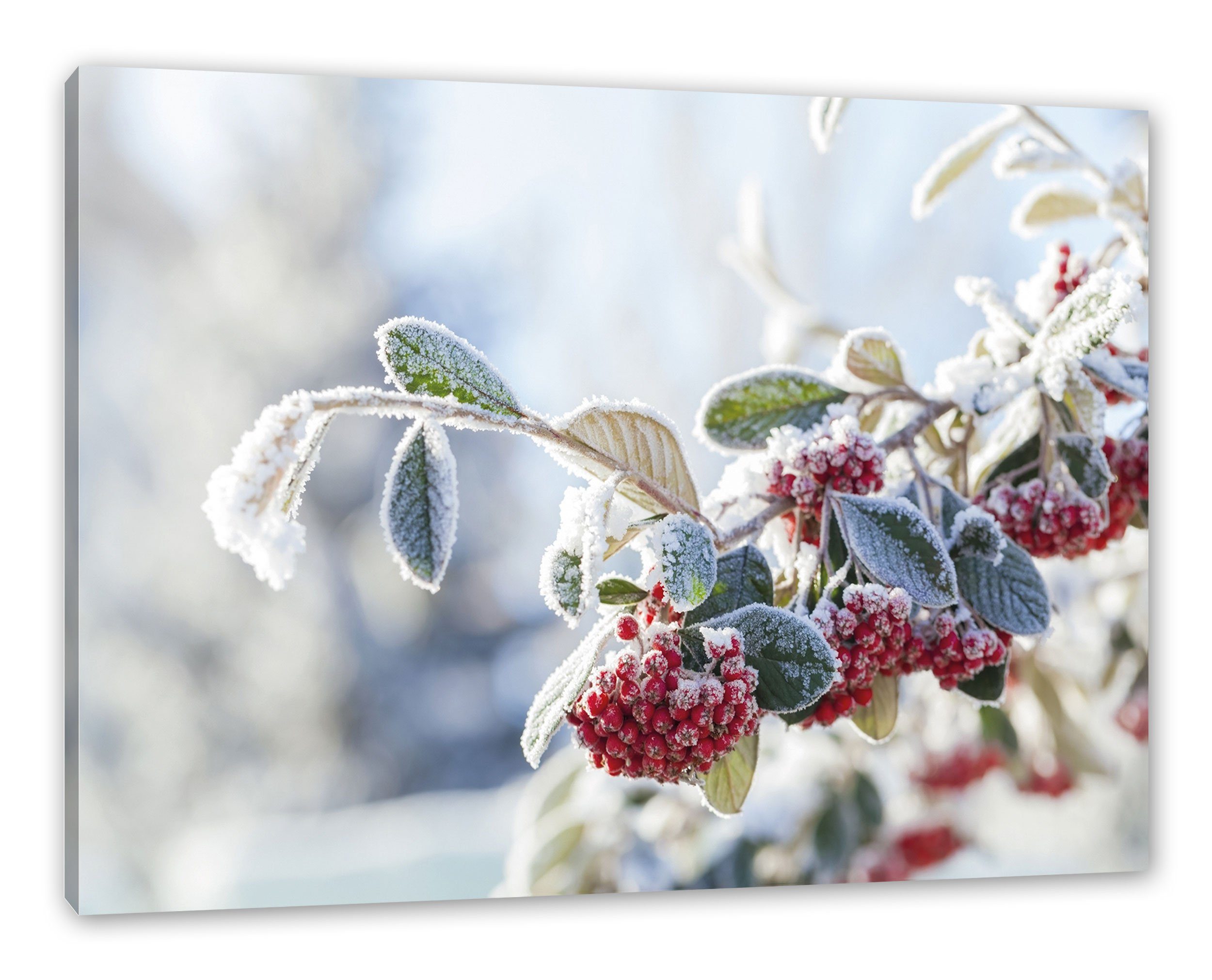 fertig inkl. (1 im Pixxprint Leinwandbild Leinwandbild im Winter bespannt, Vogelbeeren Vogelbeeren Zackenaufhänger Winter, St),