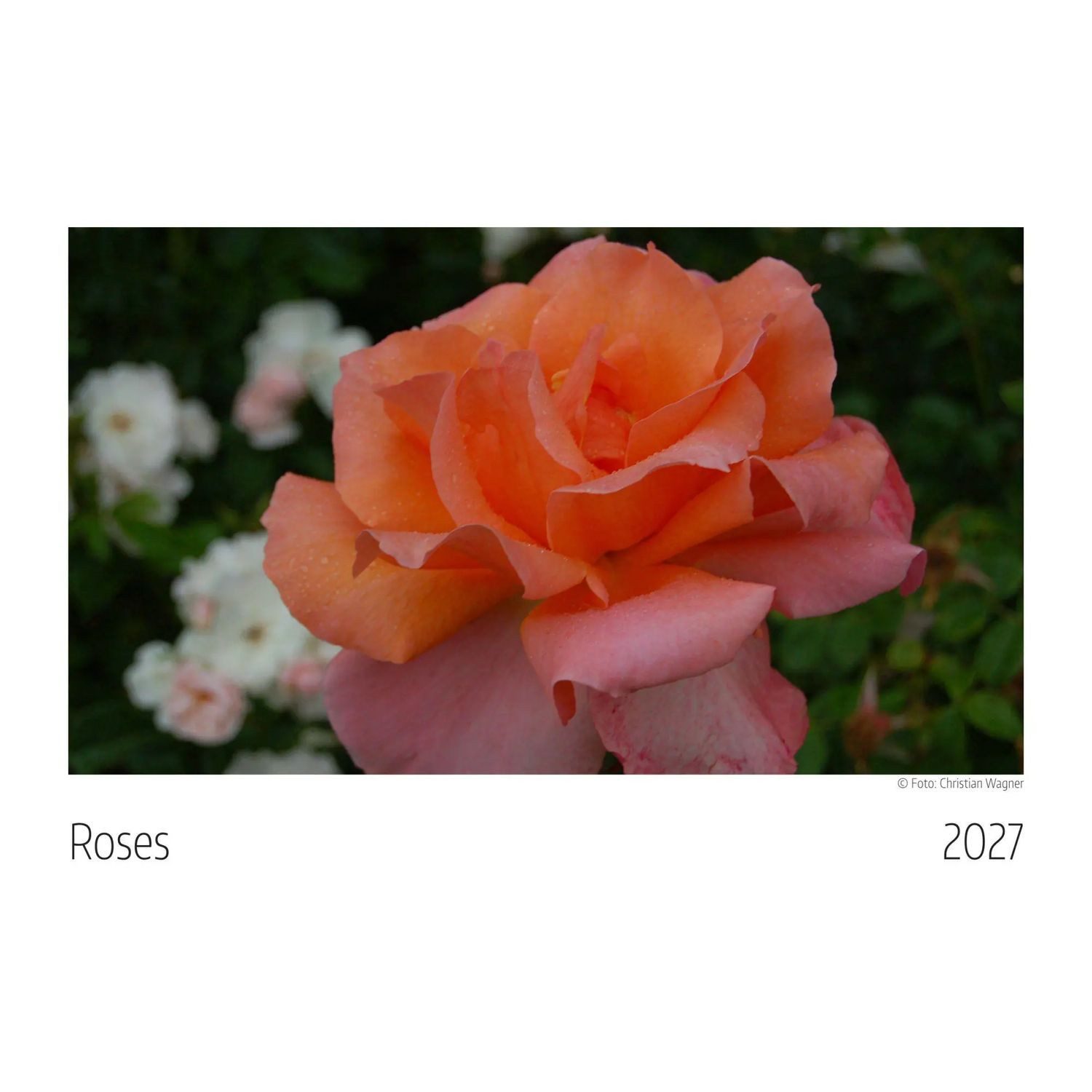 WAGNER Wandkalender Roses Kalender 2027
