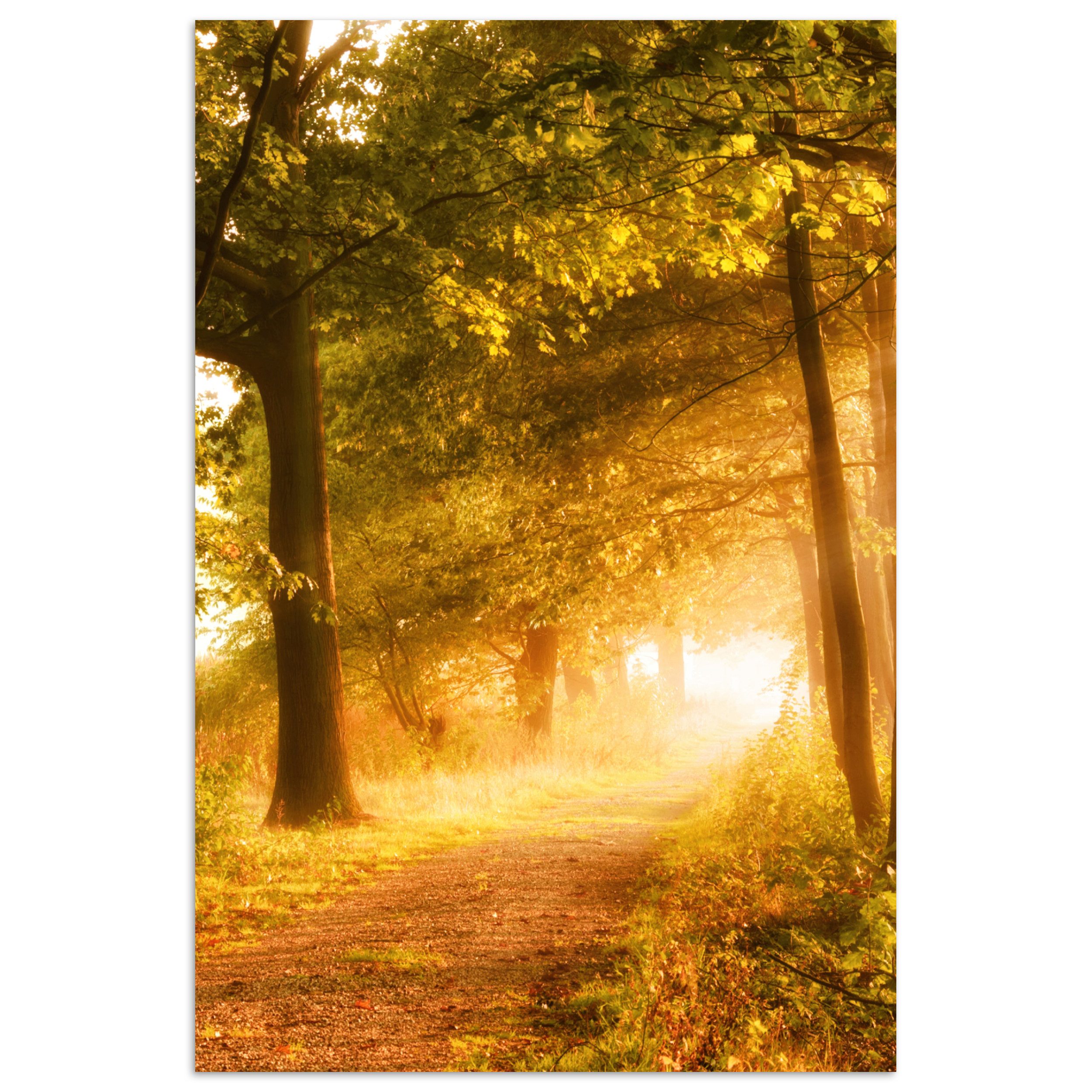 MuchoWow Poster Wald - Bäume - günstig online kaufen