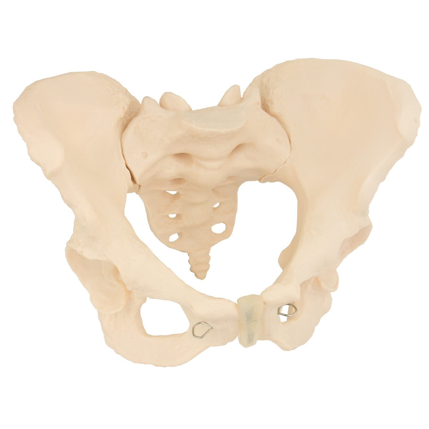 MedMod Dekoobjekt Anatomie Modell weiblicher Beckenboden Lebensgroßes weibliches Becken