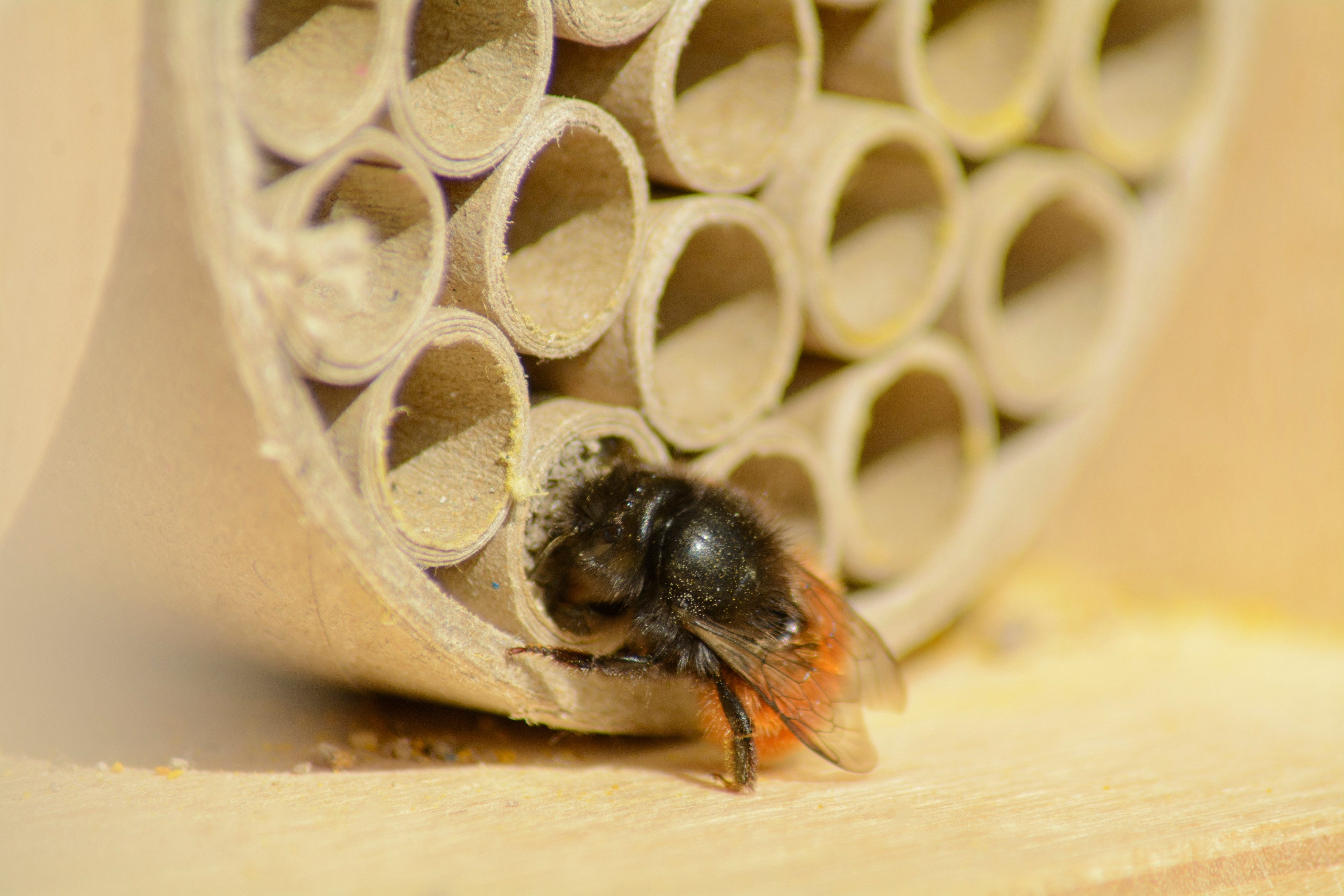 dobar Insektenhotel Profi-Insektenhotel für Wildbienen