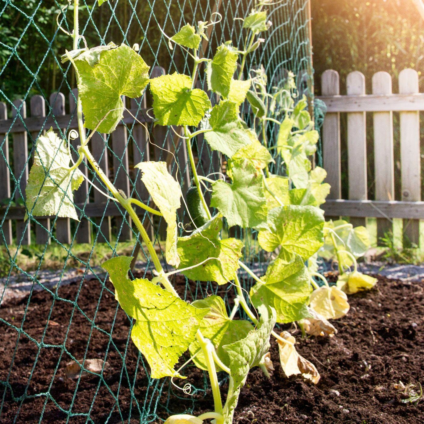 Windhager Rankhilfe, Ranknetz aus starken Monofilament-Kunststofffäden