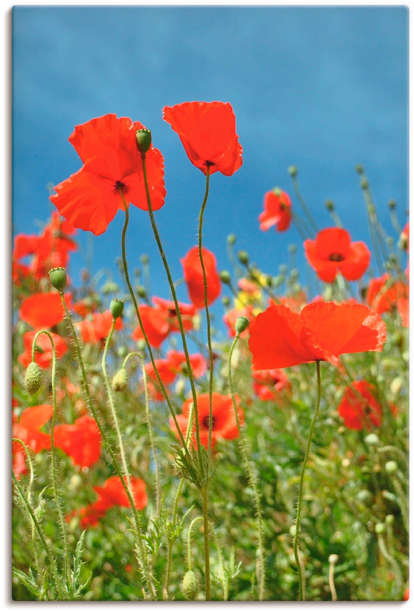 Artland Wandbild Blumen rotem St), Feld oder versch. Wandaufkleber mit in Poster Klatschmohn, Größen (1 Leinwandbild, als