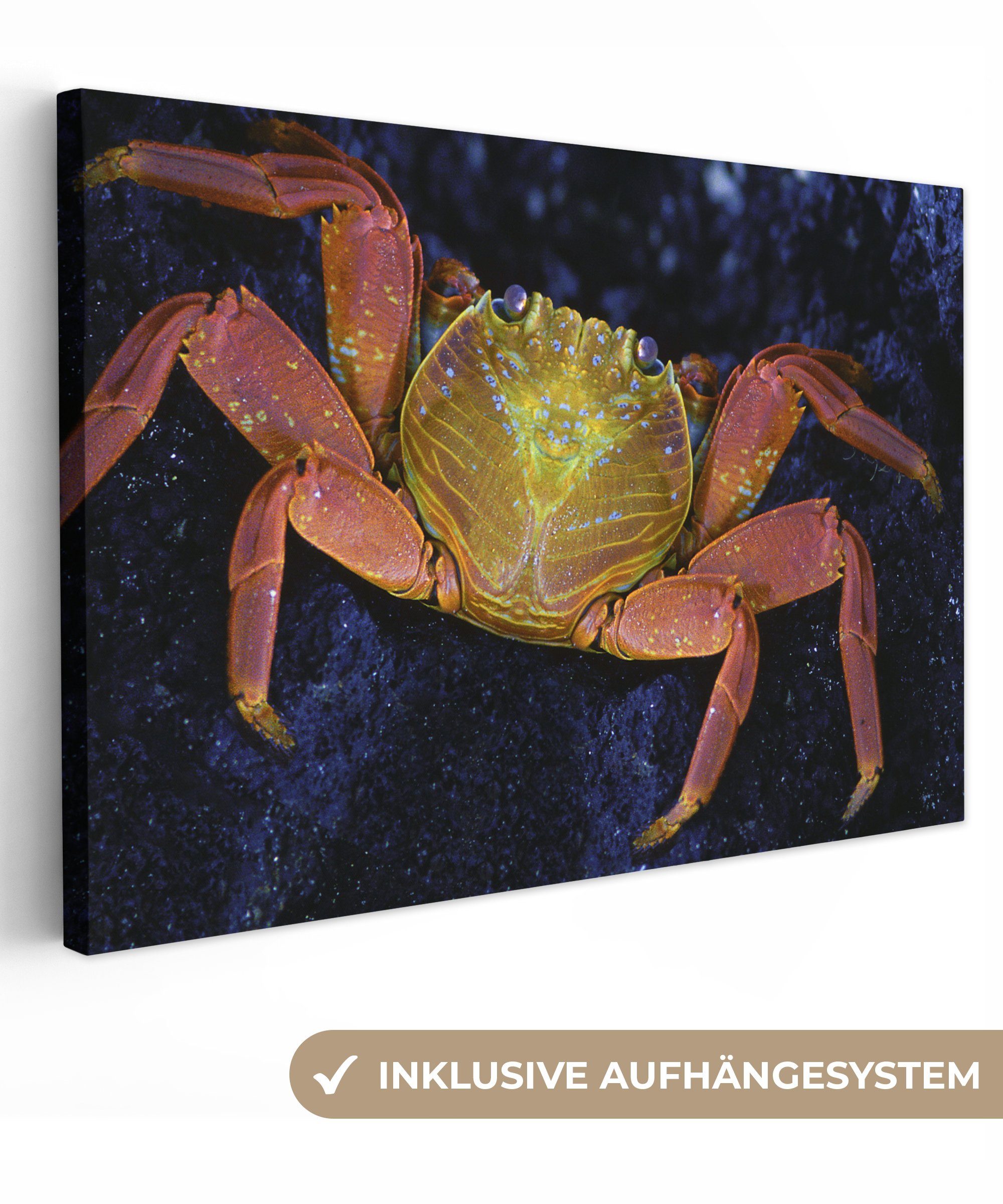 OneMillionCanvasses® Leinwandbild Krabbe - Wasser - Tiere, (1 St), Wandbild Leinwandbilder, Aufhängefertig, Wanddeko, 30x20 cm