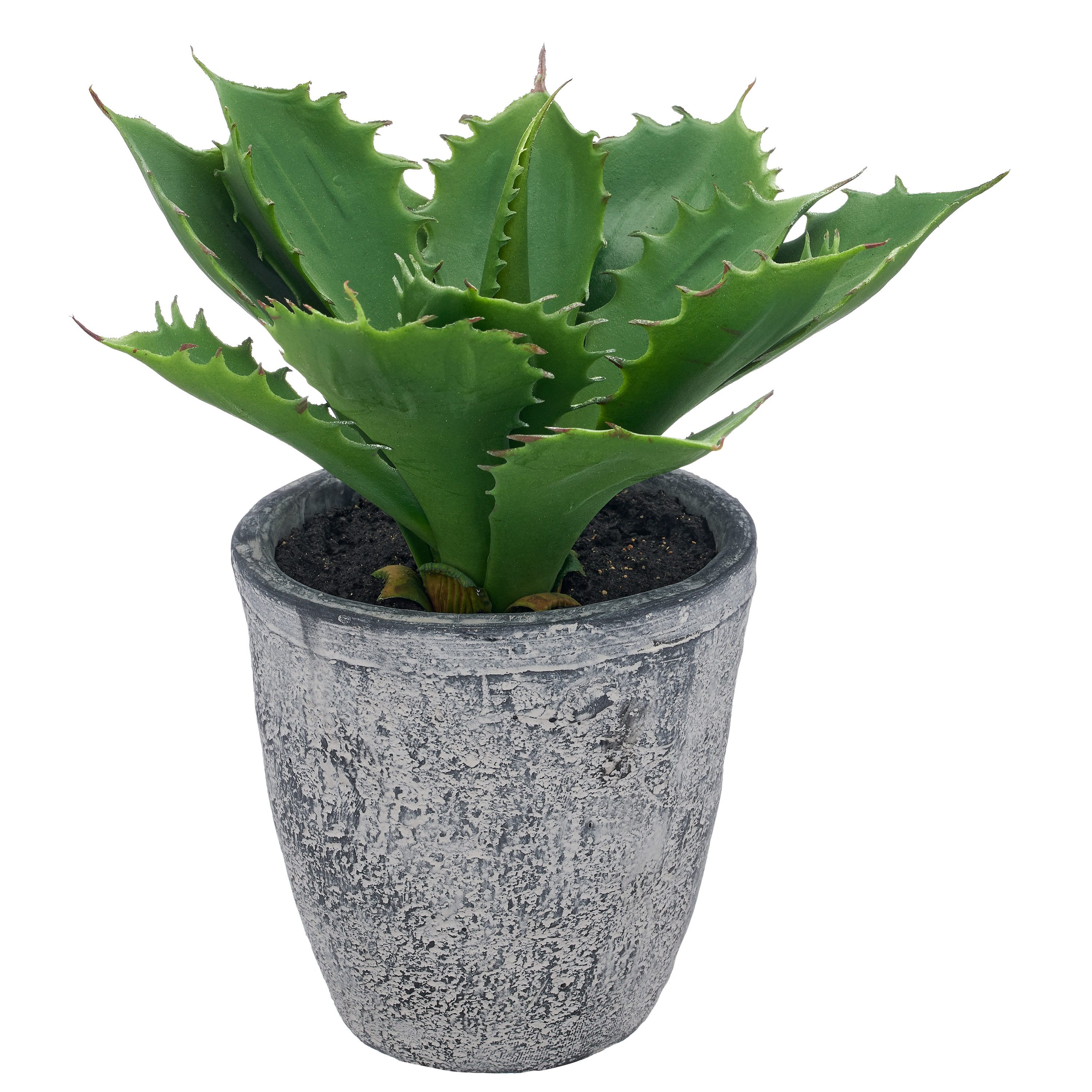 Kunstpflanze Echeveria, Creativ green, Höhe 25 cm, mit naturgetreuem Blattwerk
