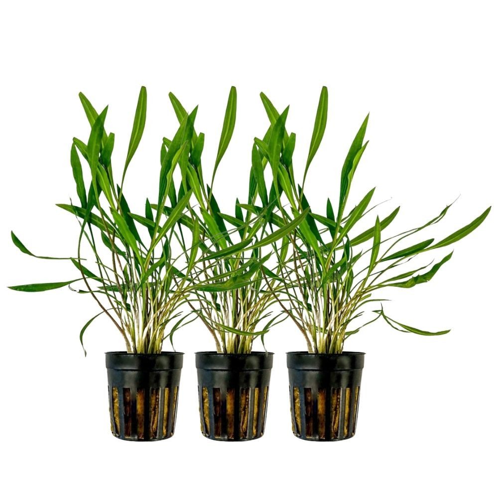 Aquaone Wasserpflanze Aquarium 3 Stück Pflanze Cryptocoryne pink panther Topf Nr.309P
