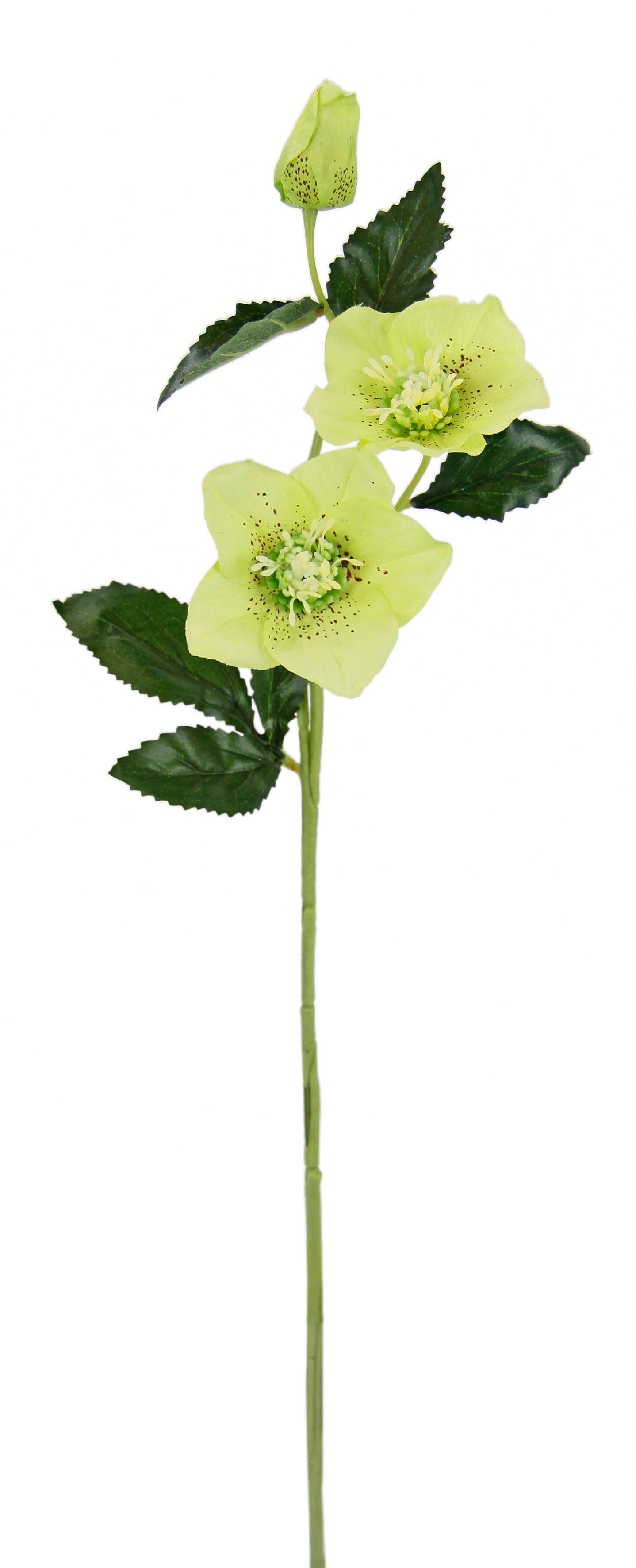 Kunstblume Christrose, I.GE.A., Höhe 57 cm, Künstlich Seidenblumen, 5er Set