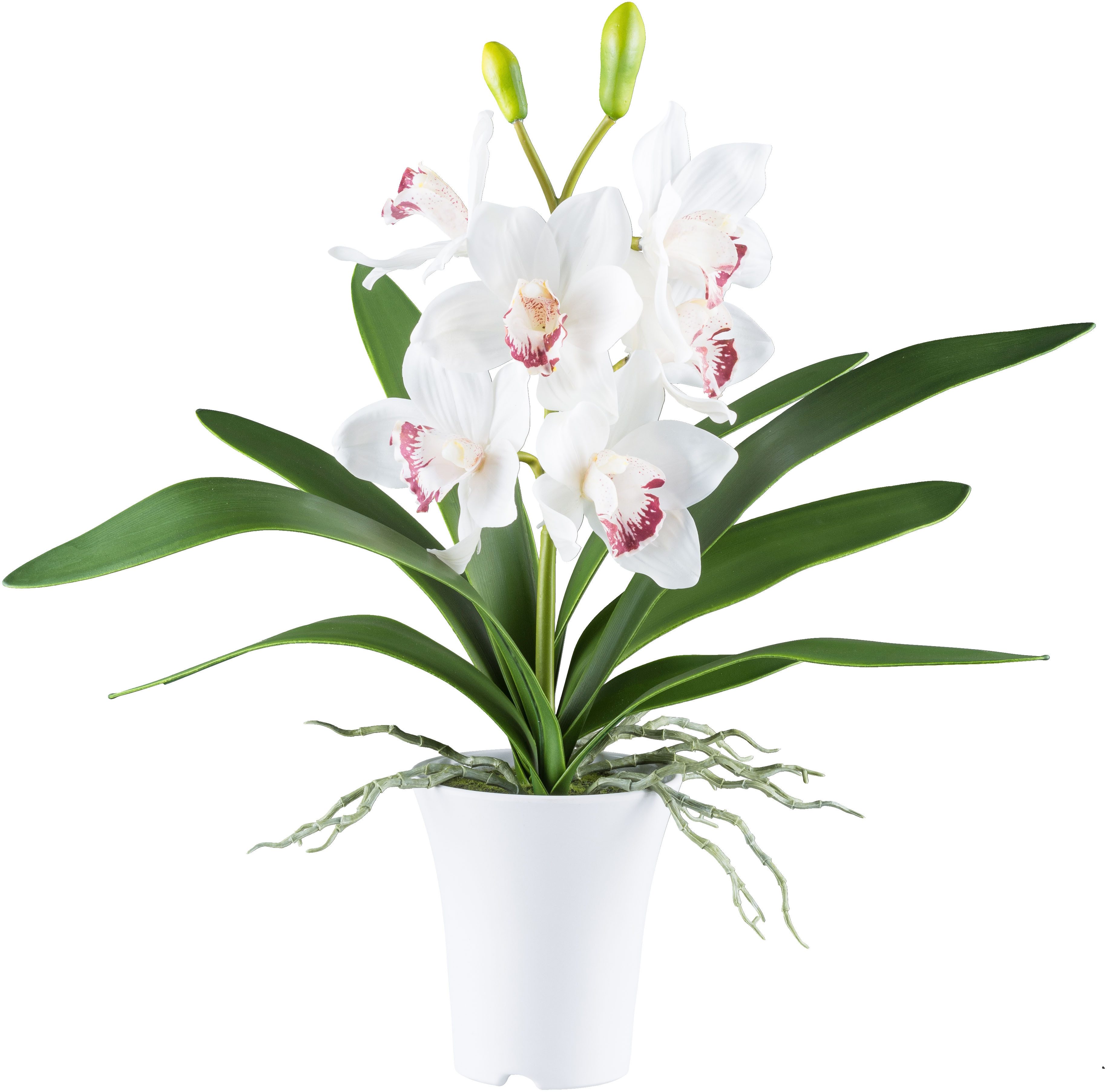 Kunstorchidee Orchidee Cymbidie, Creativ green, Höhe 53 cm, mit real-touch- günstig online kaufen
