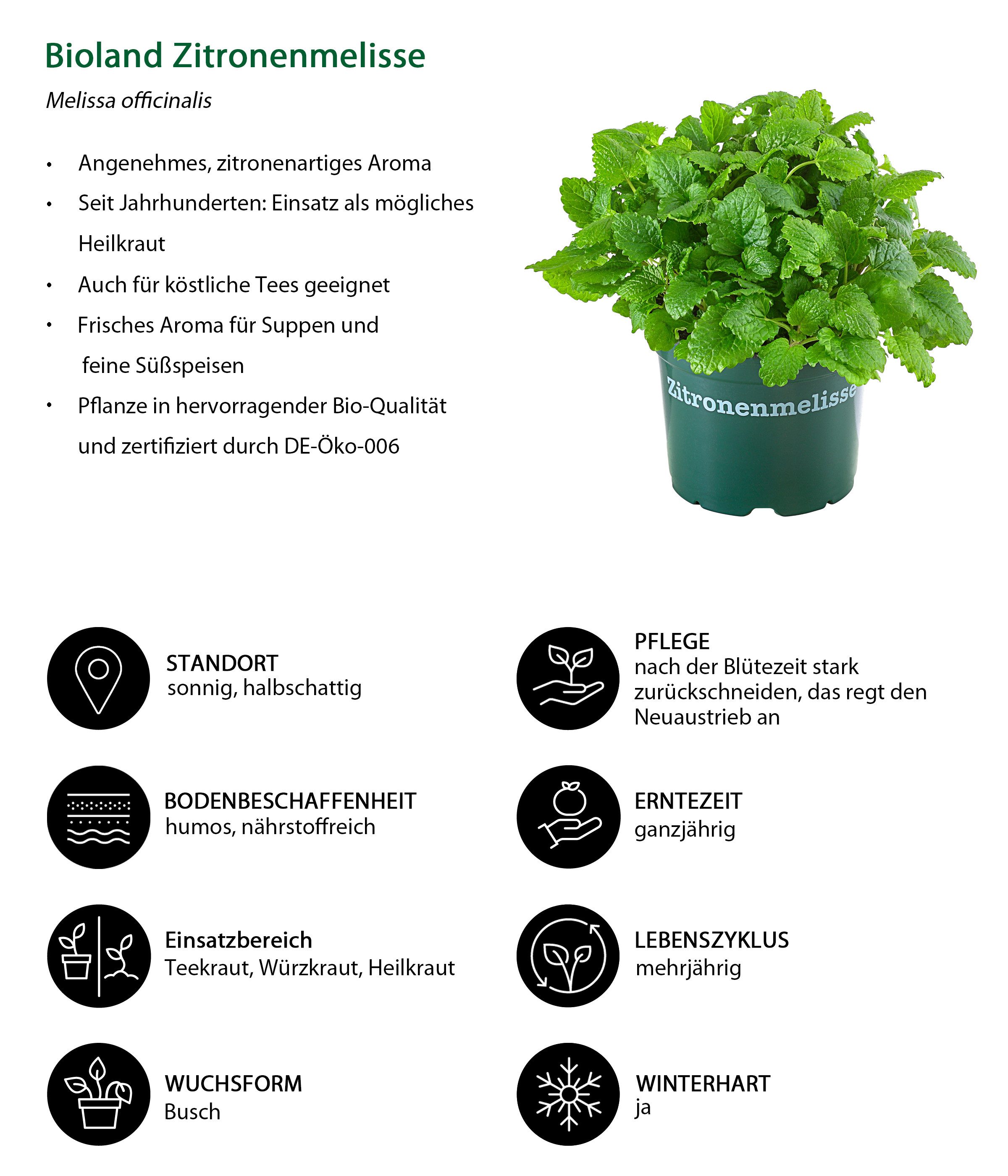 Dehner Gewürzkraut Kräuter-Set, Küchenkräuter, 6 Stück, je ca. 15 cm