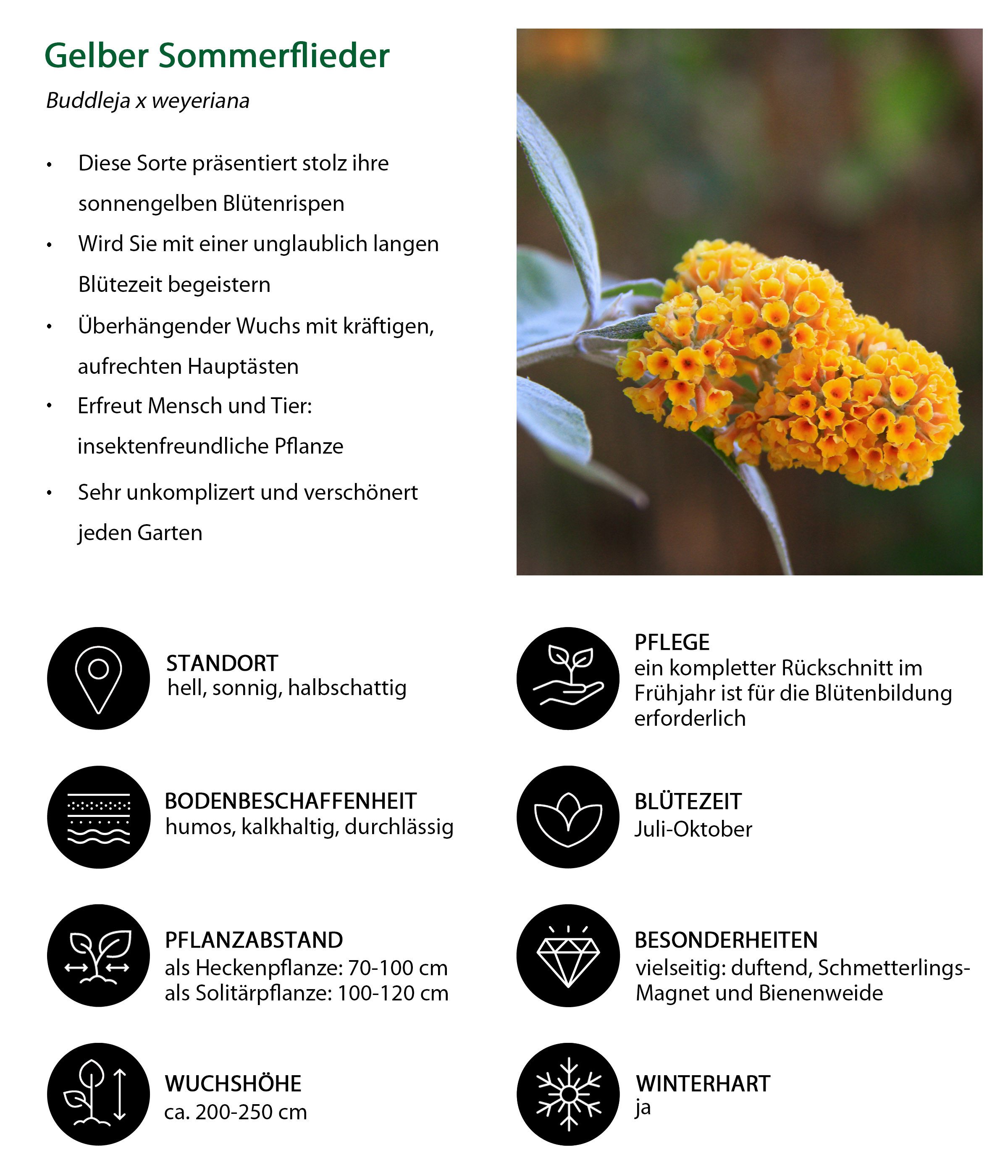 Dehner Zierstrauch Gelber Sommerflieder, Buddleja x weyeriana, Rarität, winterharter Zierstrauch mit leuchtend gelben Blütenrispen