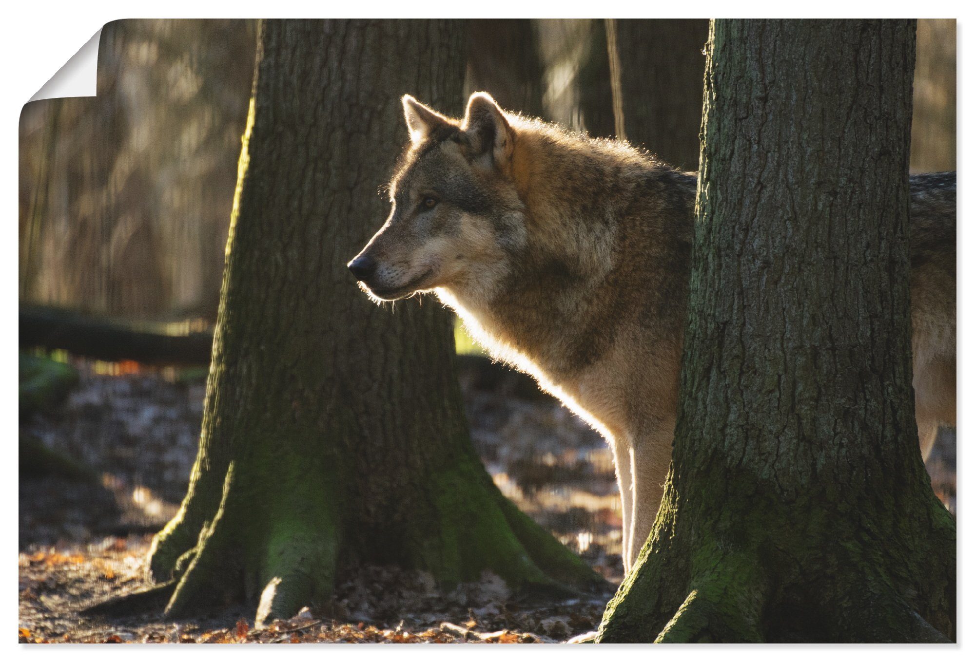 St), versch. Wandbild Wolf, Größen Artland Wandaufkleber Alubild, oder Leinwandbild, der Lupus Canis als Wildtiere in (1 Poster