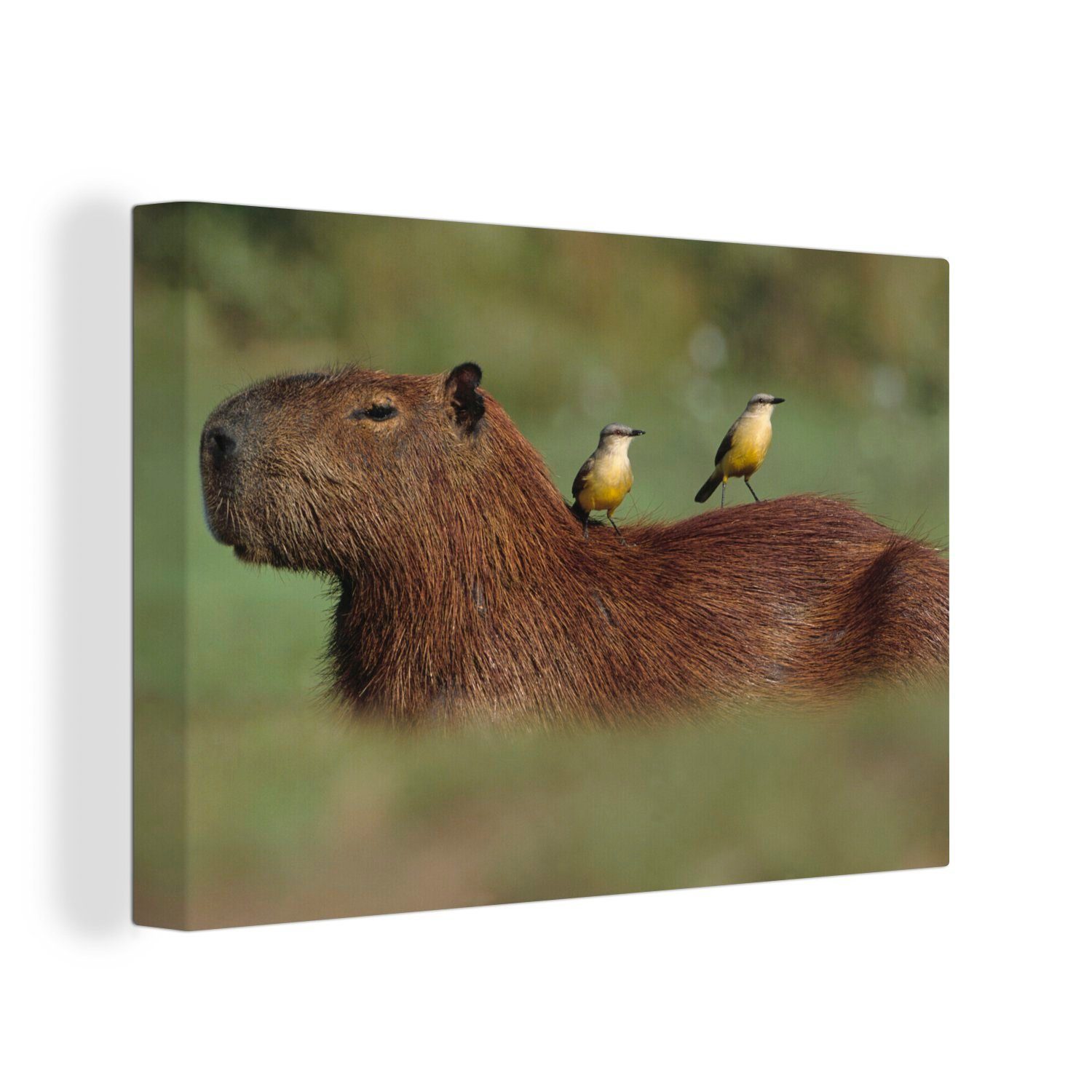 OneMillionCanvasses® Leinwandbild Zwei Vögel sitzen auf einem Capybara, (1 St), Wandbild Leinwandbilder, Aufhängefertig, Wanddeko, 30x20 cm
