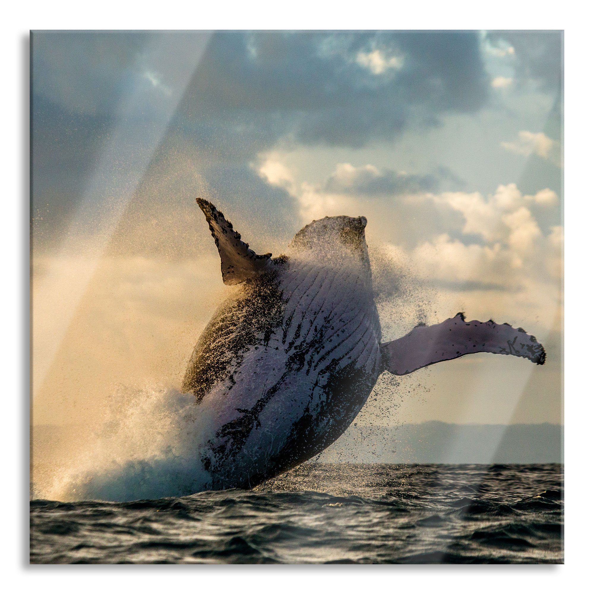 Pixxprint Glasbild Buckelwale Glasbild aus (1 St), inkl. Kanada, Echtglas, Kanada Buckelwale Abstandshalter und Aufhängungen