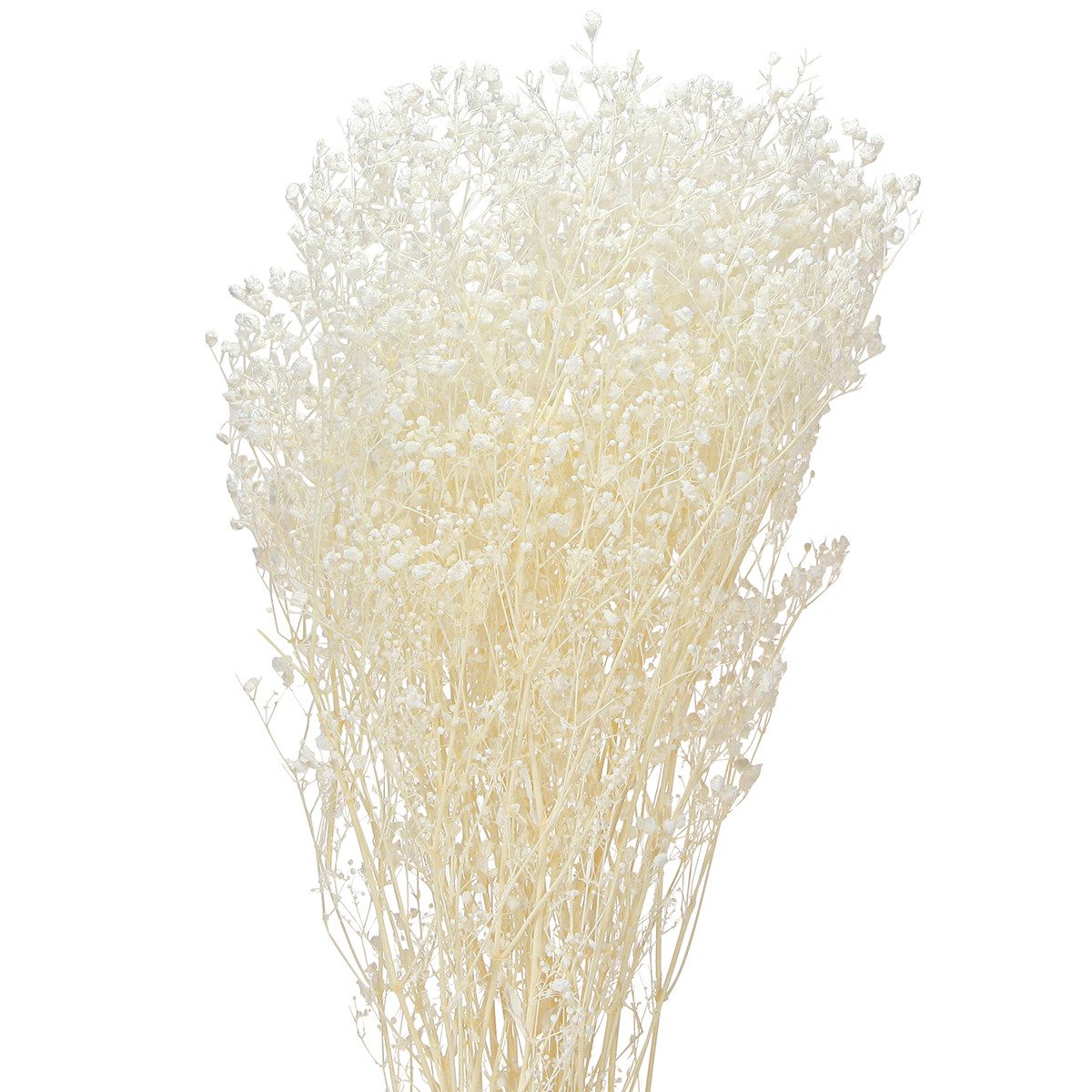 Florists Products Bastelnaturmaterial Schleierkraut Creme Weiß Trockenblumen Deko 65-70cm