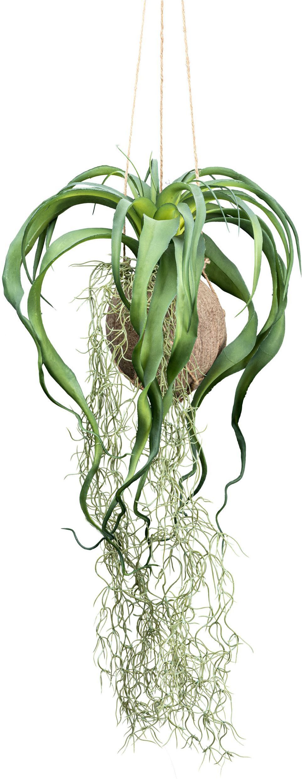 Kunstranke Tillandsia Xerographica Sukkulente, Creativ green, Höhe 63 cm, i günstig online kaufen